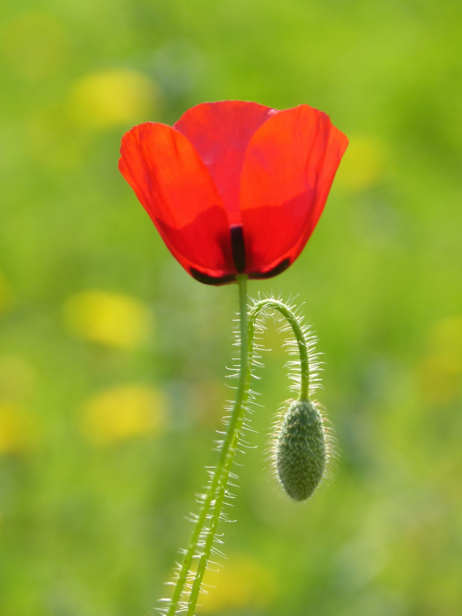 Panasonic DMC-FZ62 sample photo. Poppy, ababol, flower photography