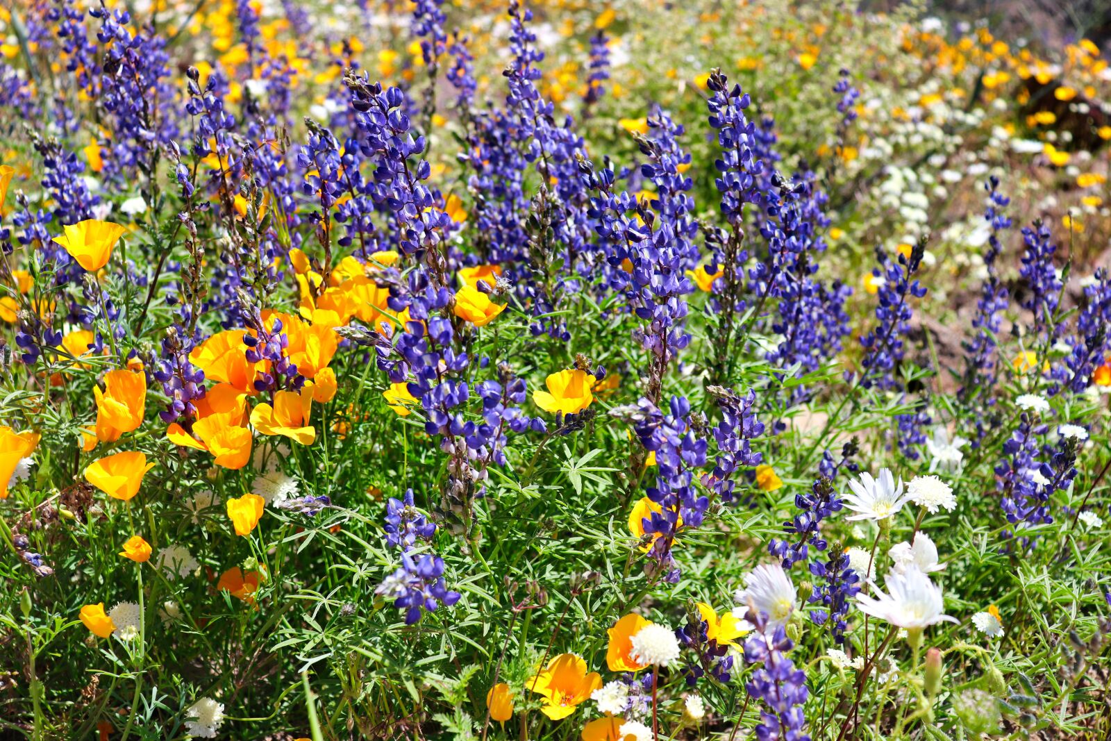 Canon EOS 200D (EOS Rebel SL2 / EOS Kiss X9) sample photo. Flowers, spring, nature photography