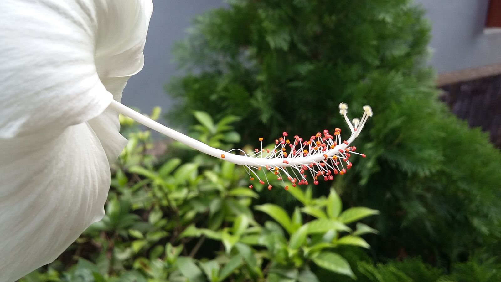 Samsung Galaxy Grand Prime sample photo