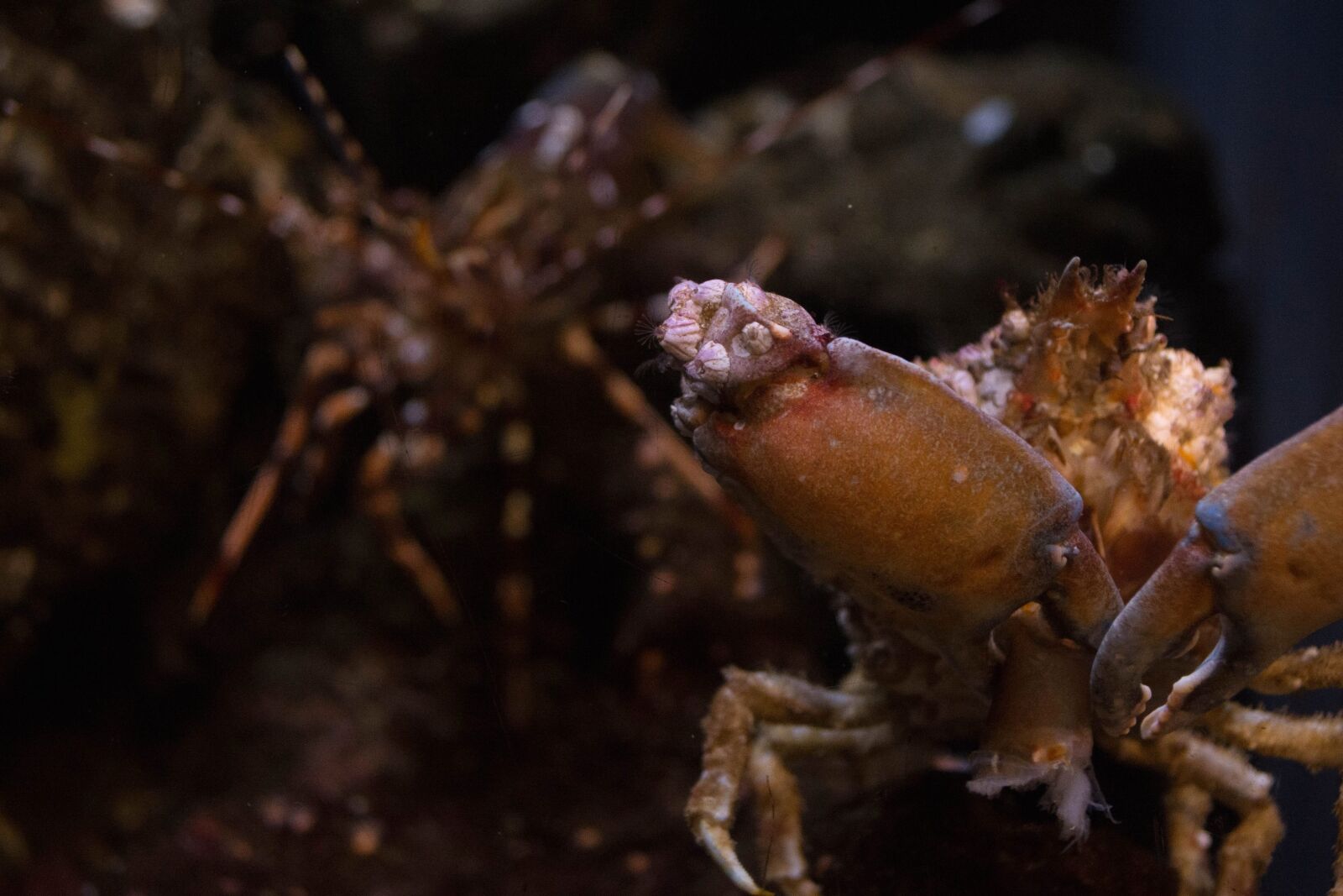 Nikon D5200 sample photo. Lobster, invertebrate, crustacean, shellfish photography
