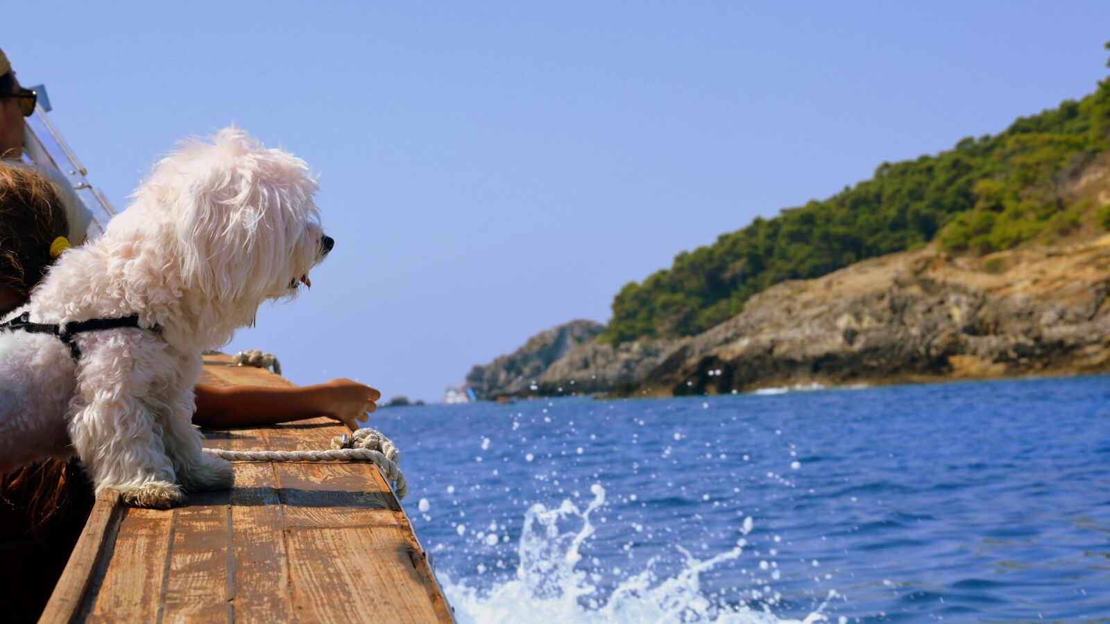 Nikon D7100 sample photo. Dog, boat, sea photography