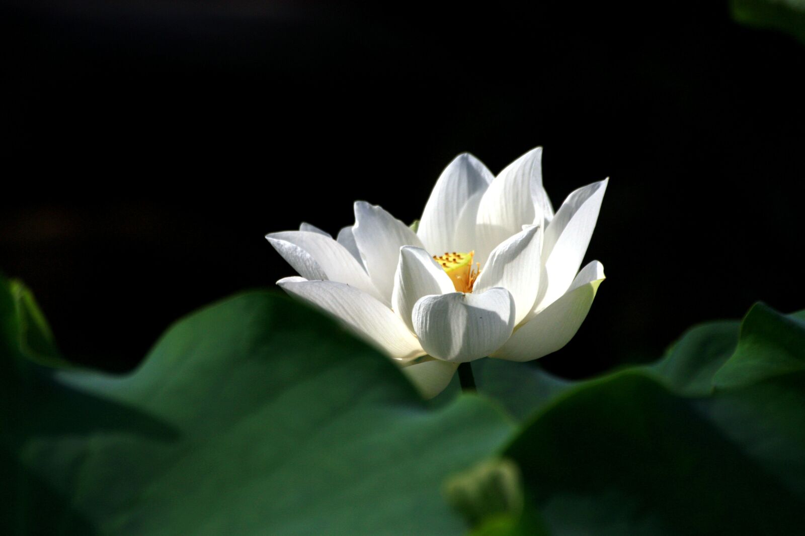 Canon EOS 450D (EOS Rebel XSi / EOS Kiss X2) sample photo. Flower, plant, leaf photography