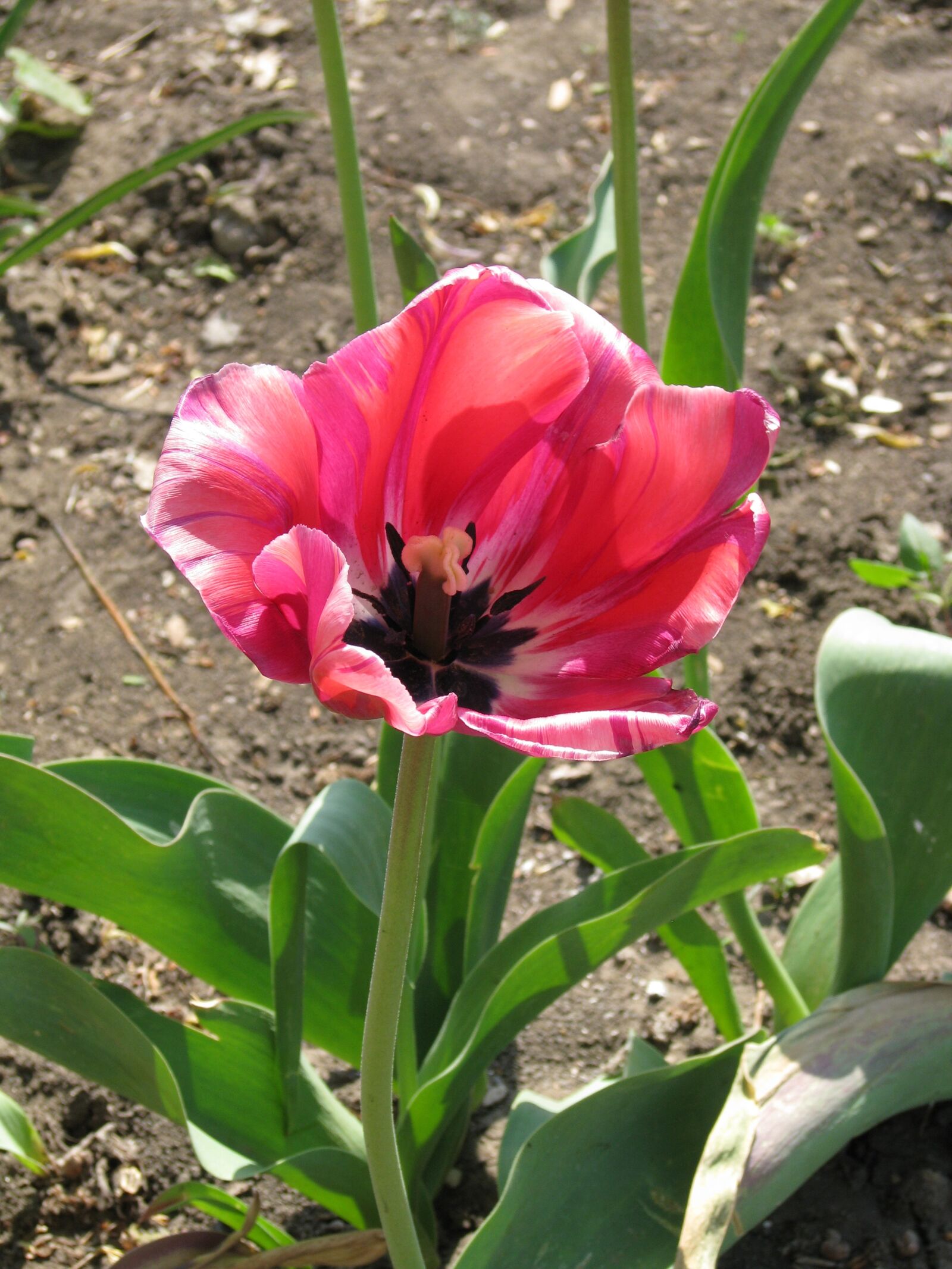 Canon POWERSHOT S5 IS sample photo. Tulip, pink flower, spring photography