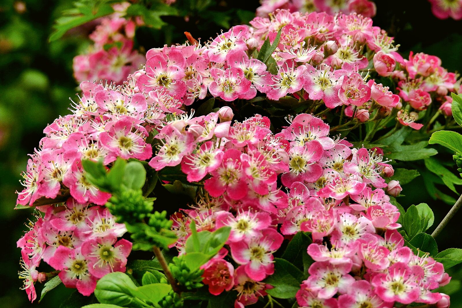 Nikon Coolpix P900 sample photo. Crataegus, flower, flowering photography