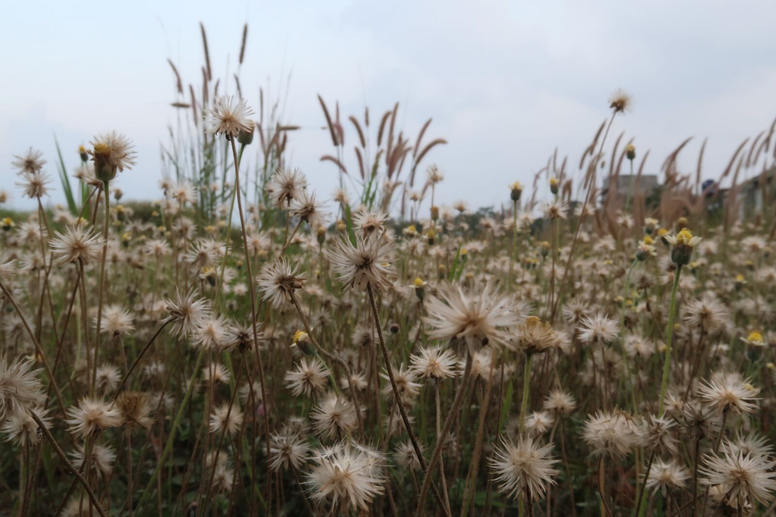 Canon PowerShot G7 X Mark II sample photo. Dandelion, flowers, summer photography