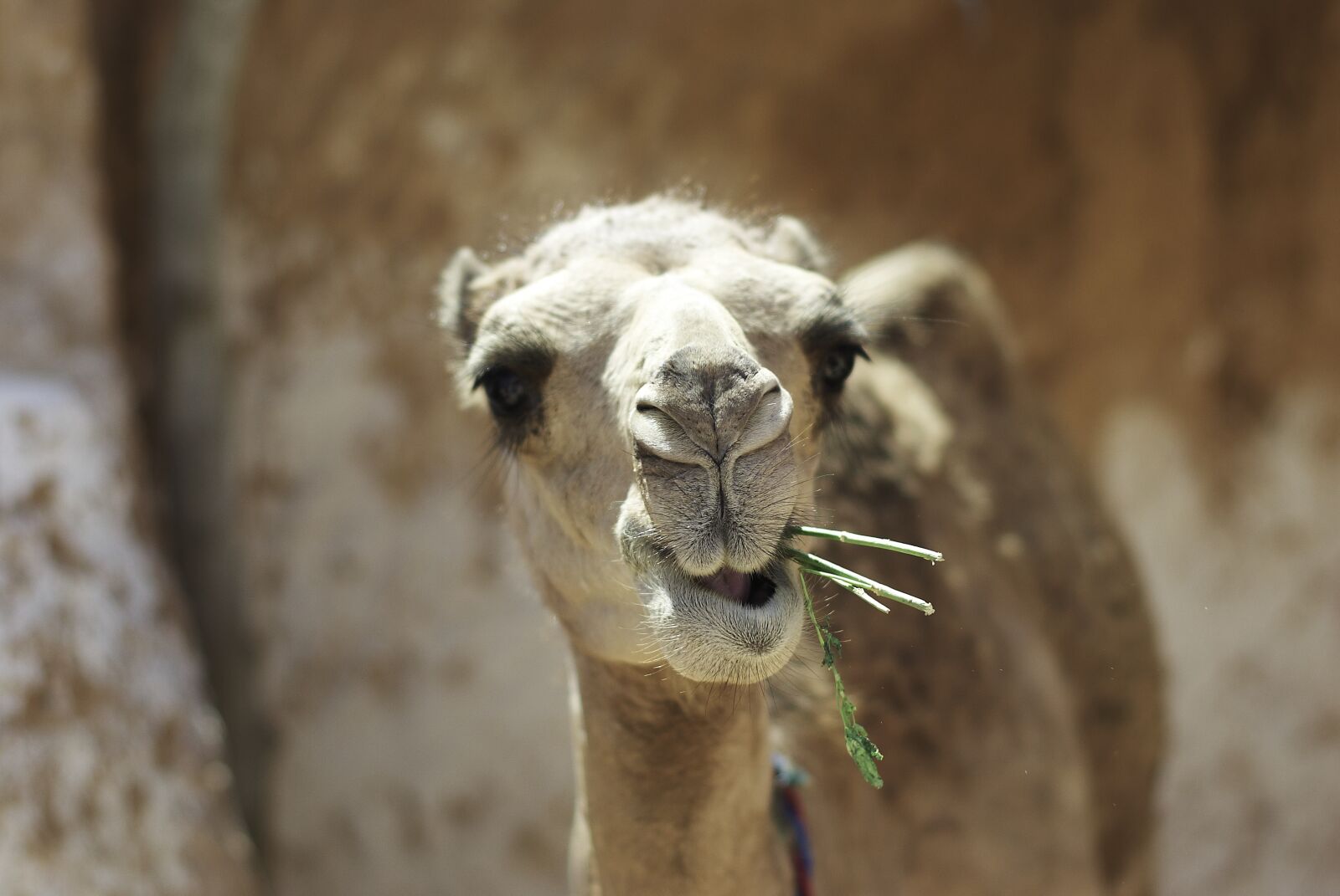 Pentax K200D sample photo. Camel, tunisia, animal photography