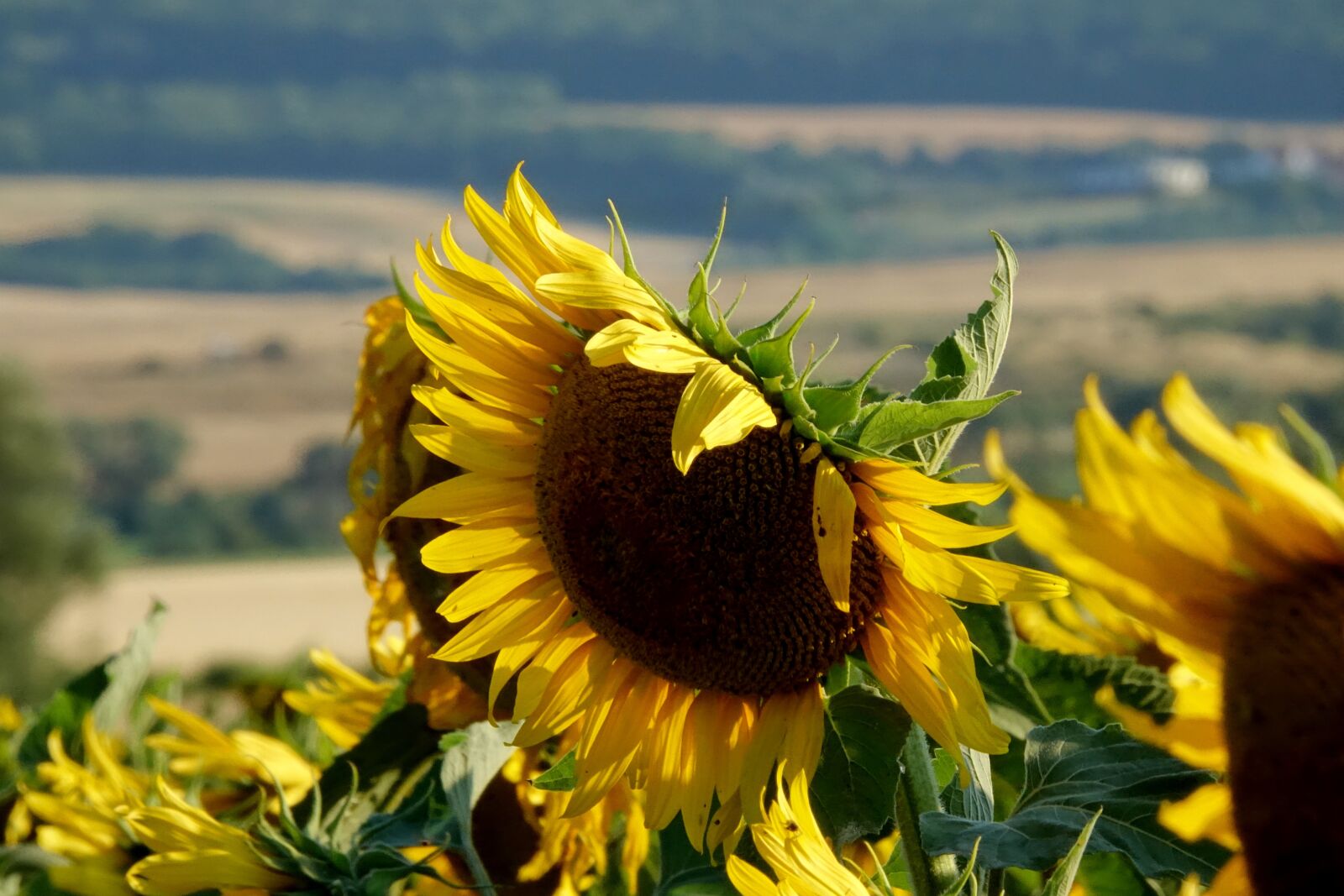 Sony Cyber-shot DSC-RX10 III sample photo. Summer, sunflower, joy photography