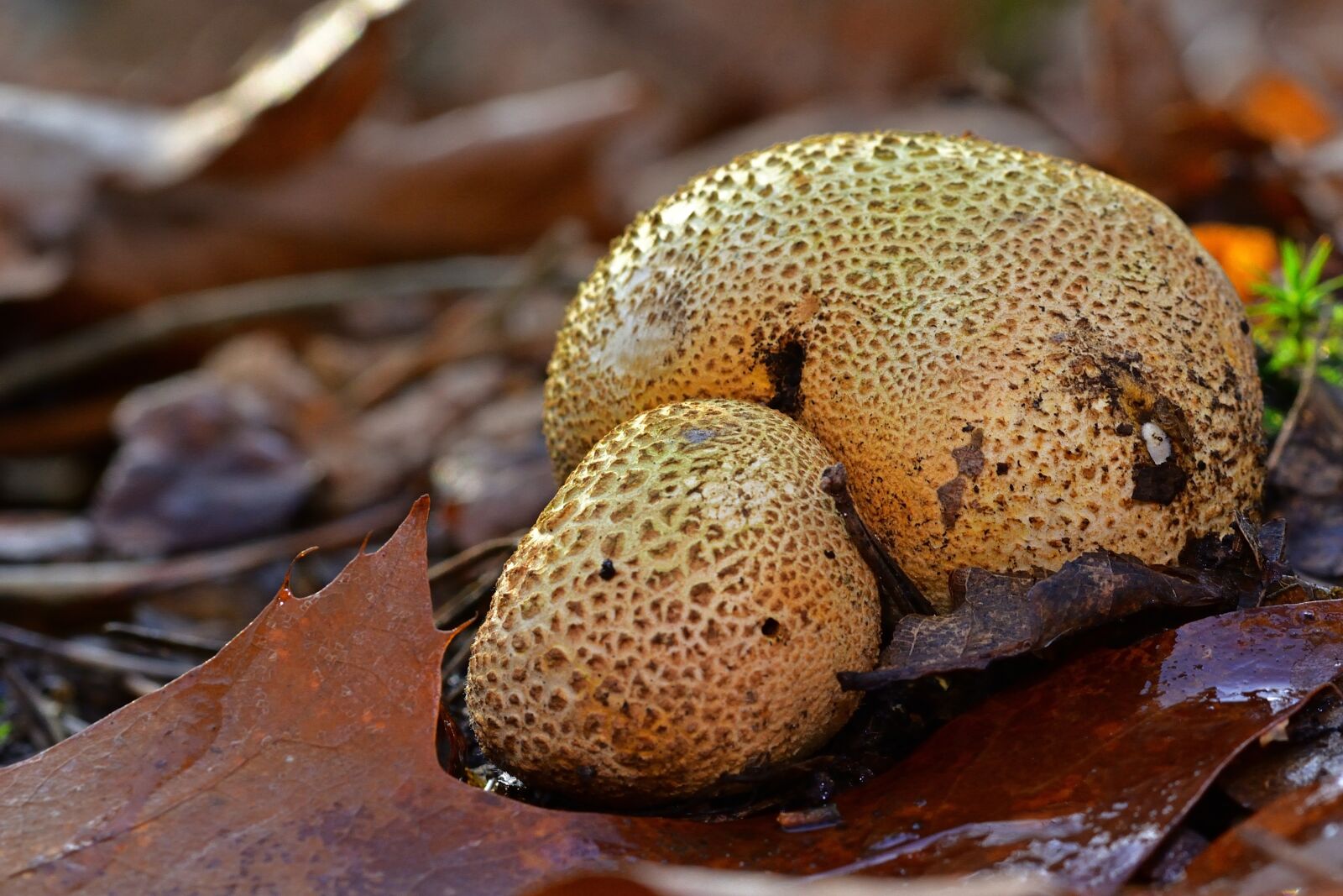 Nikon D5200 sample photo. Nature, forest, mushroom photography
