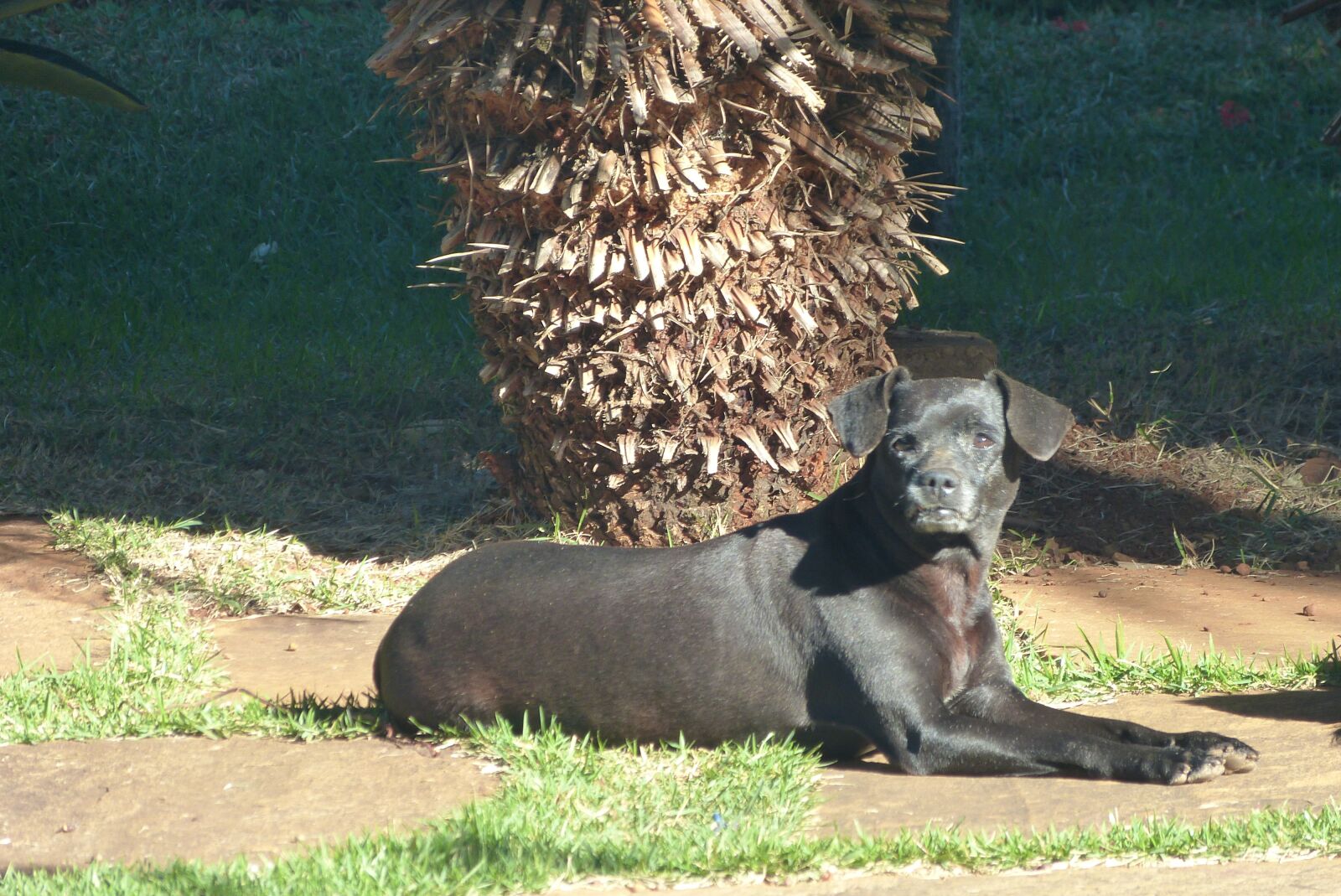 Panasonic Lumix DMC-FZ150 sample photo. Dog, sol, garden photography