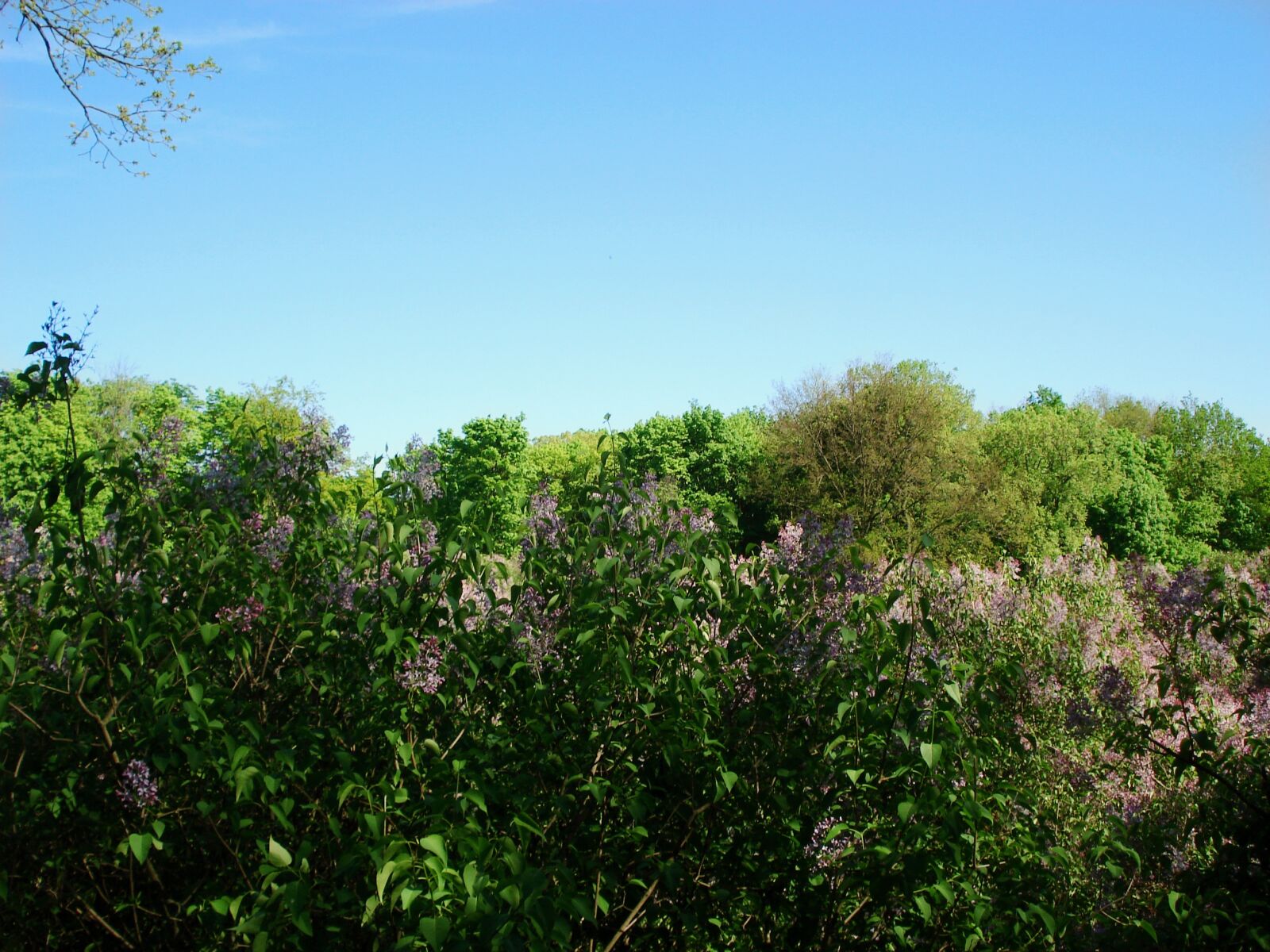 Sony DSC-W30 sample photo. Landscape, nature, bloom photography