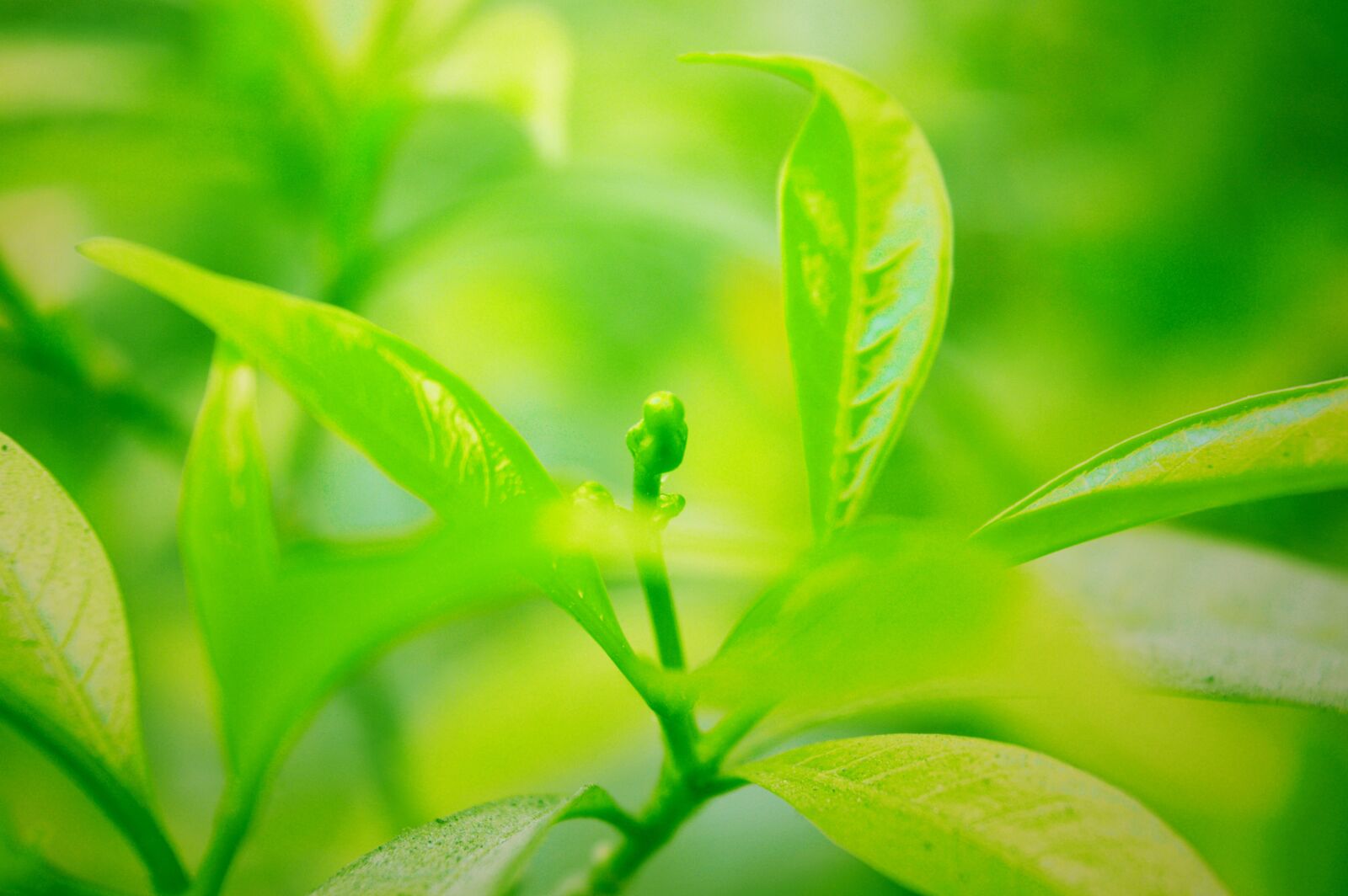 Nikon D3200 sample photo. Nature, green, water photography