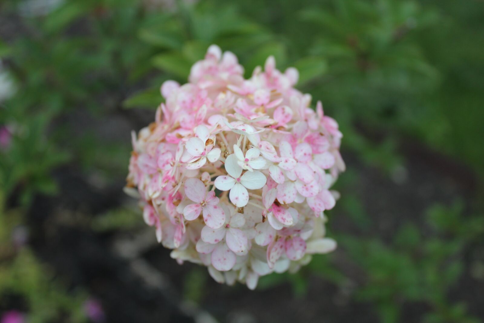 Canon EOS 1300D (EOS Rebel T6 / EOS Kiss X80) sample photo. White flowers, flowers, background photography