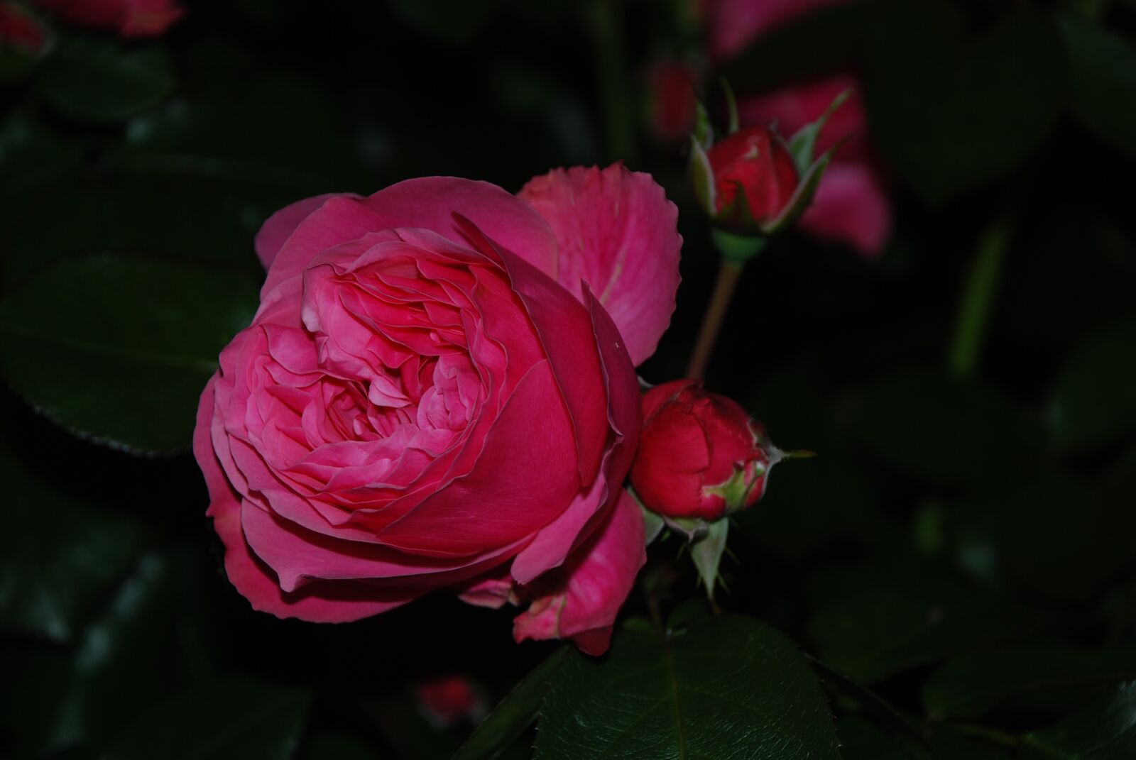 Nikon D80 sample photo. Rose, dark, evening photography