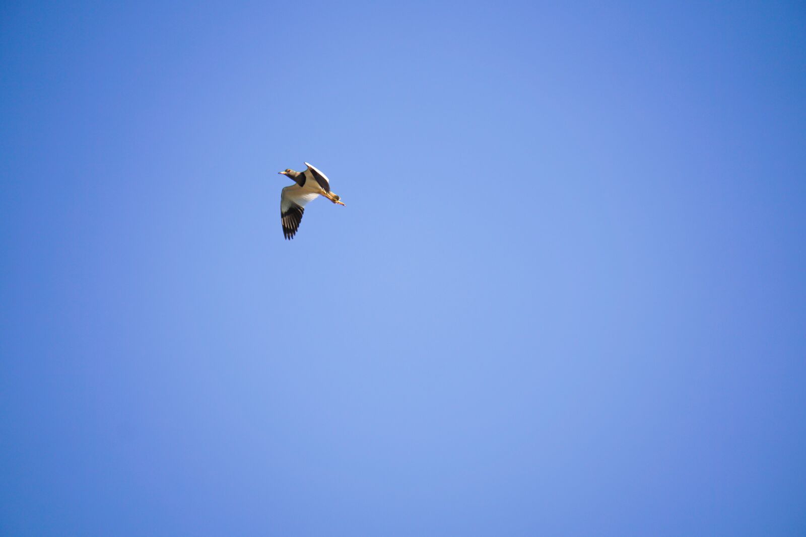 Sony E 55-210mm F4.5-6.3 OSS sample photo. Bird, animal, sky photography