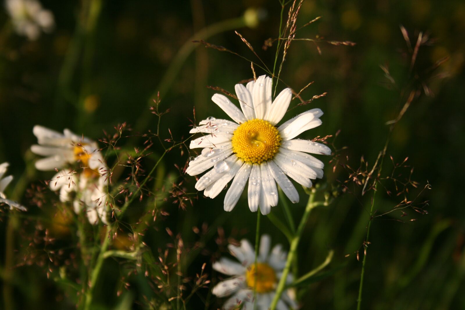 Canon EOS 400D (EOS Digital Rebel XTi / EOS Kiss Digital X) sample photo. Flower, white, summer photography