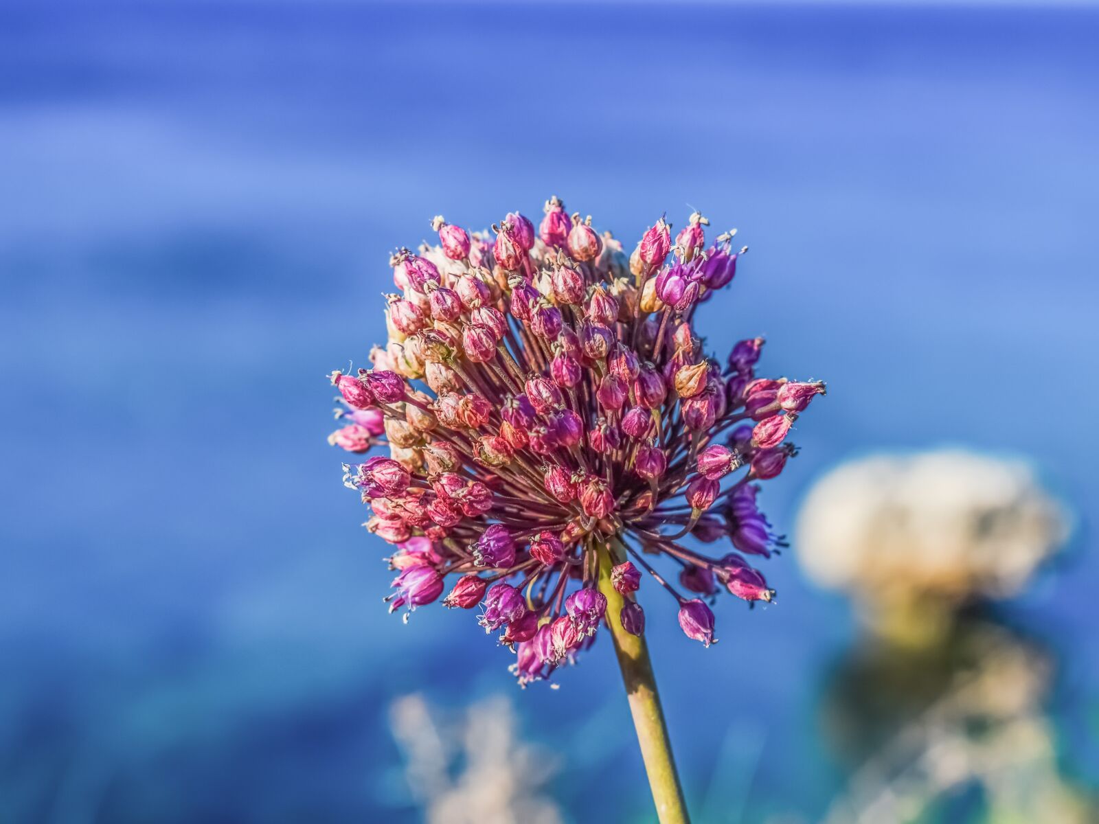 Nikon D3300 sample photo. Allium, wildflower, spring photography
