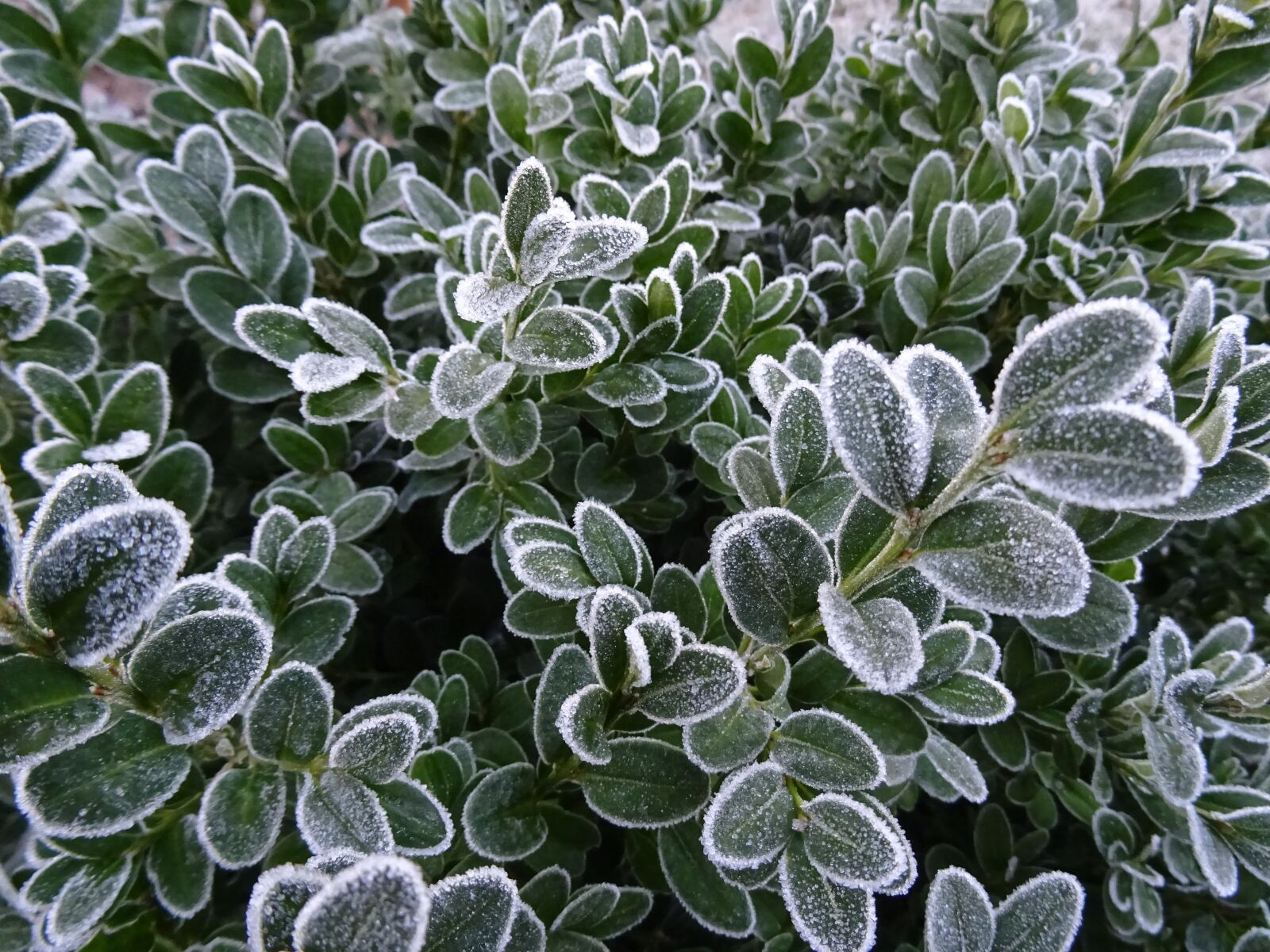 Sony DSC-HX60 sample photo. Frost, winter, nature photography