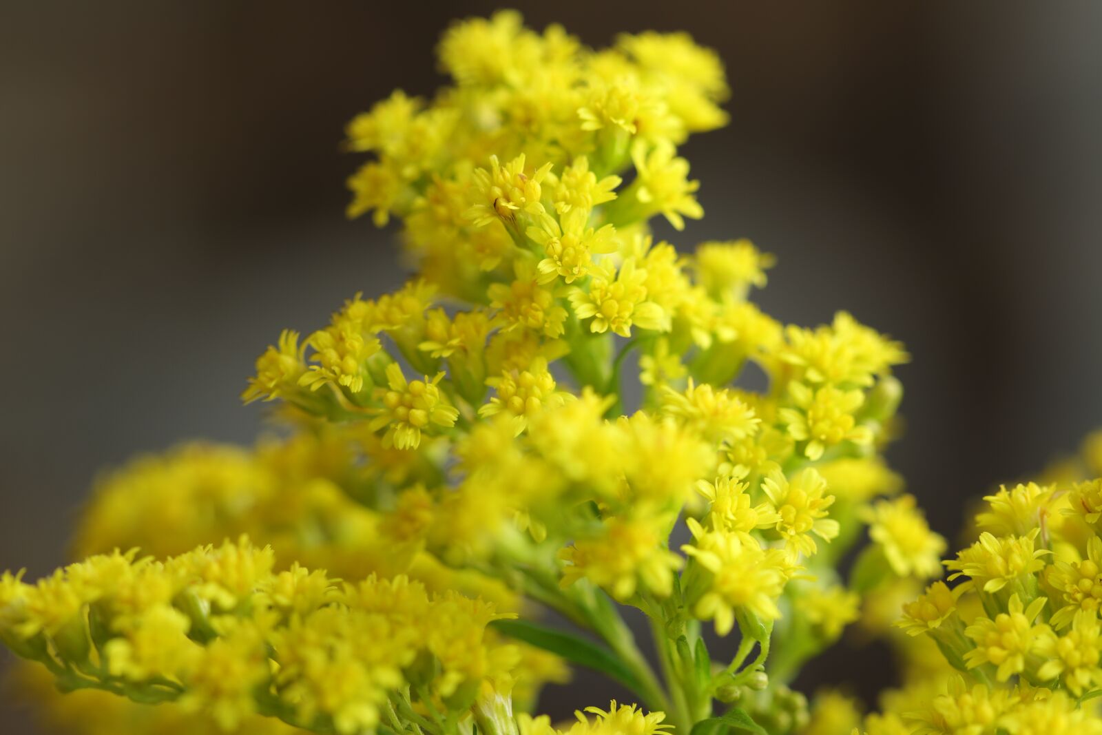 Canon EOS 80D sample photo. Flowers, yellow, nature photography