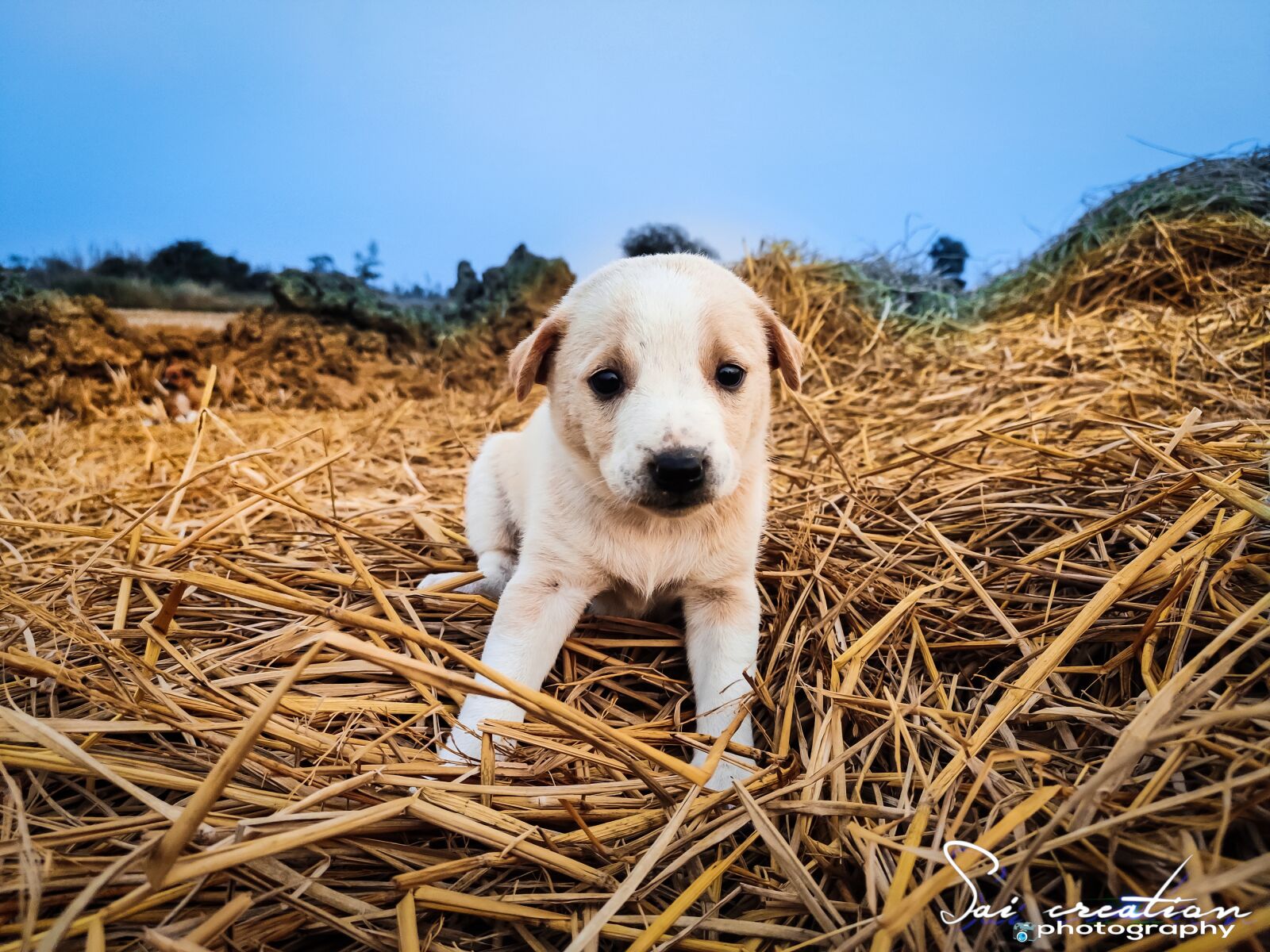 Xiaomi Redmi Note 7 Pro sample photo. Dog, yellow, cute photography