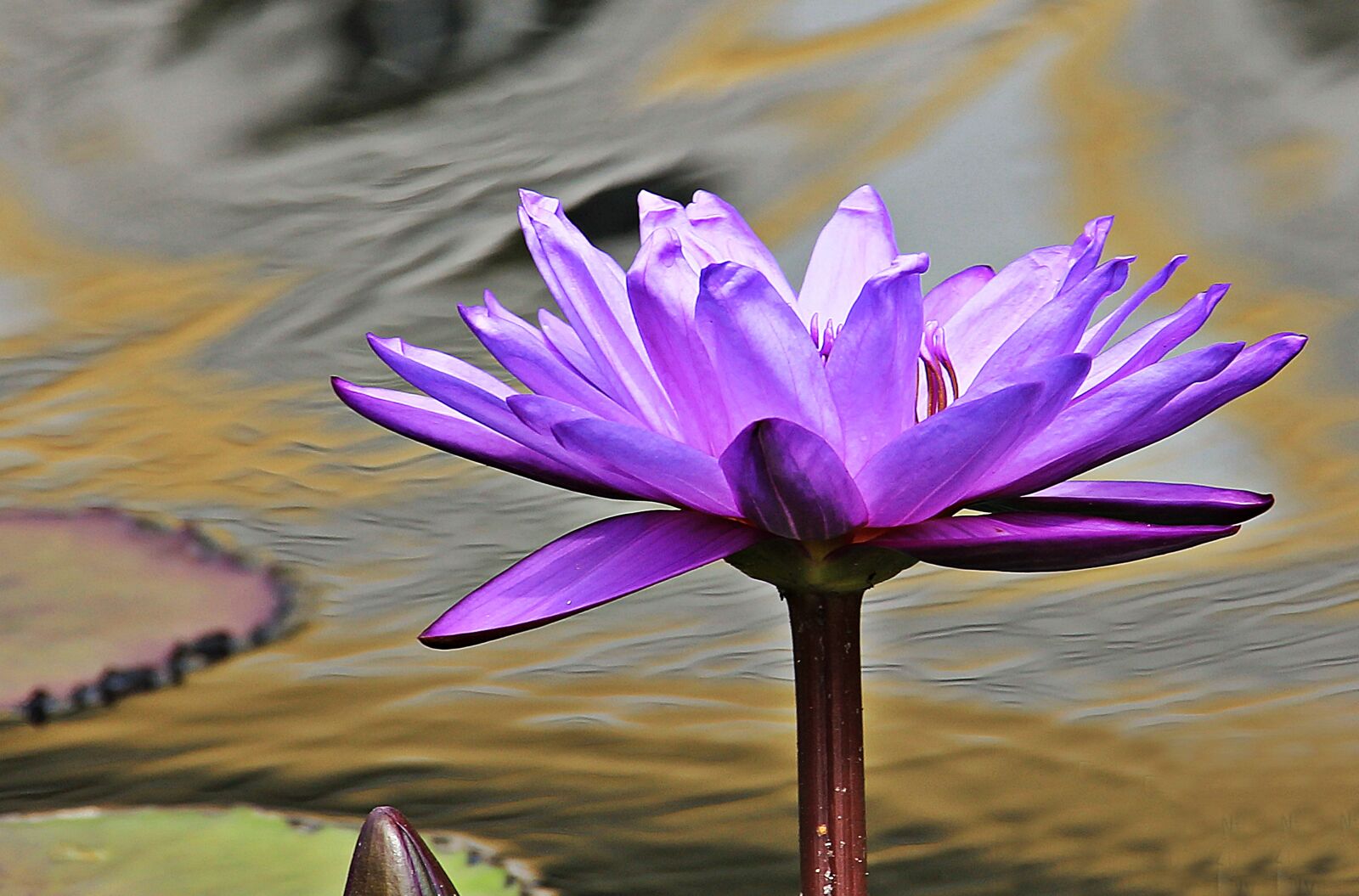 Canon EOS 550D (EOS Rebel T2i / EOS Kiss X4) sample photo. Water lily, nuphar lutea photography