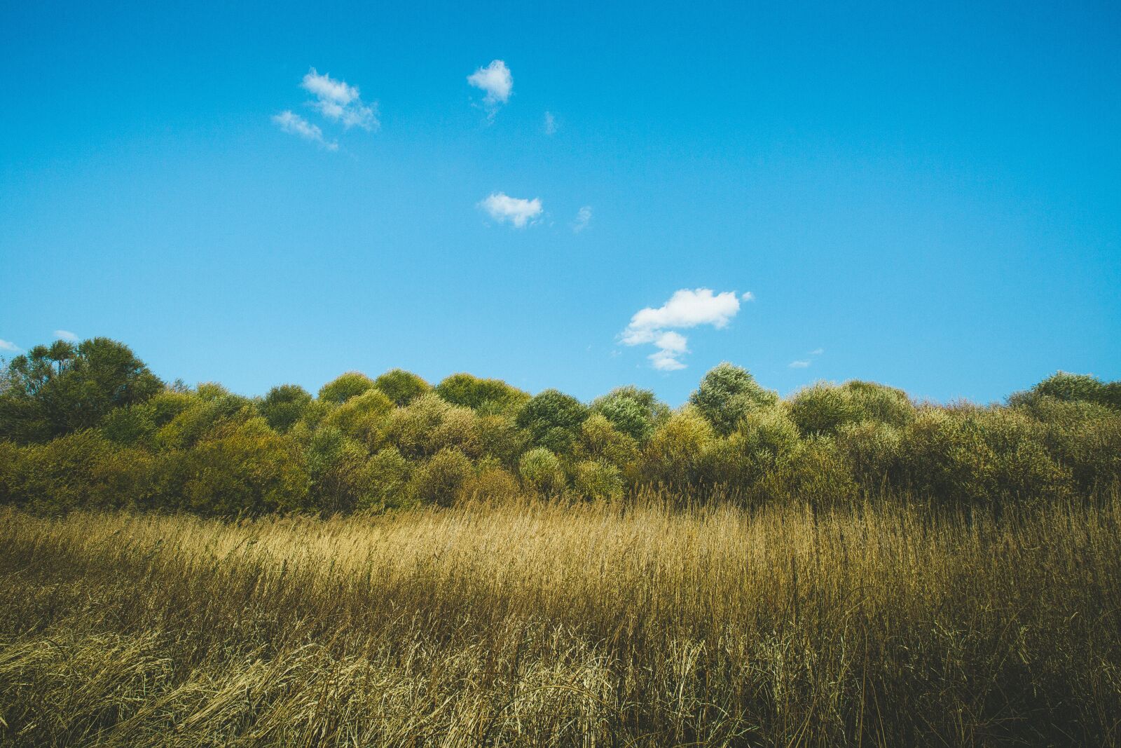 Canon EF 16-35mm F2.8L II USM sample photo. Autumn, natural, minimalist photography