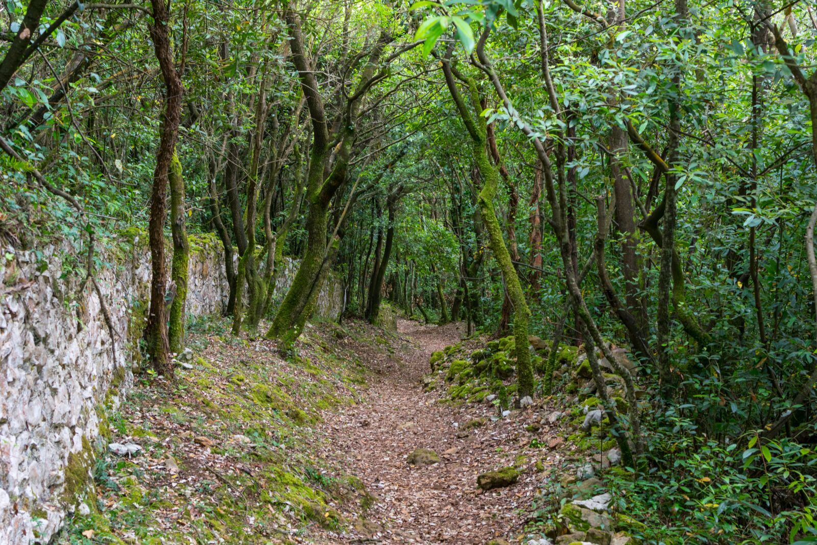Nikon D5300 sample photo. Path, forest, trees photography