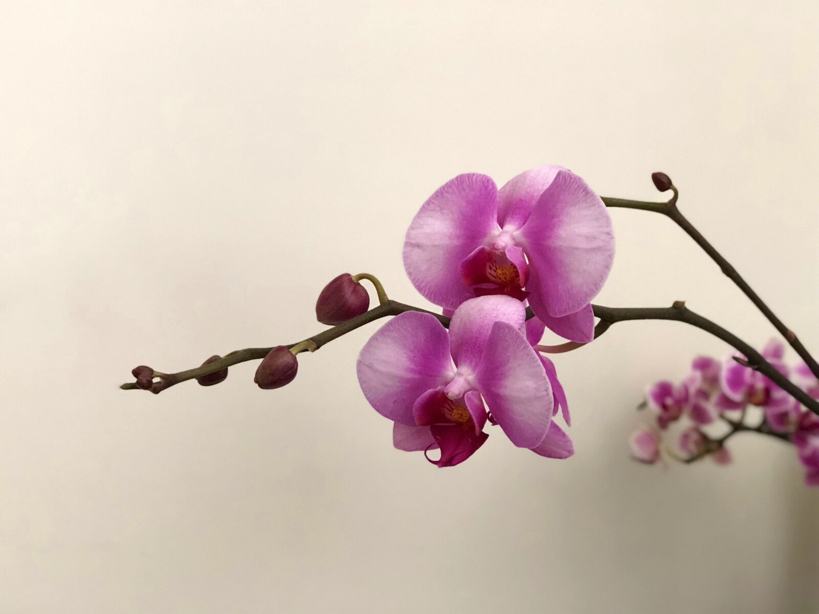 iPhone 8 Plus back dual camera 6.6mm f/2.8 sample photo. Blue flowers, nature, plant photography