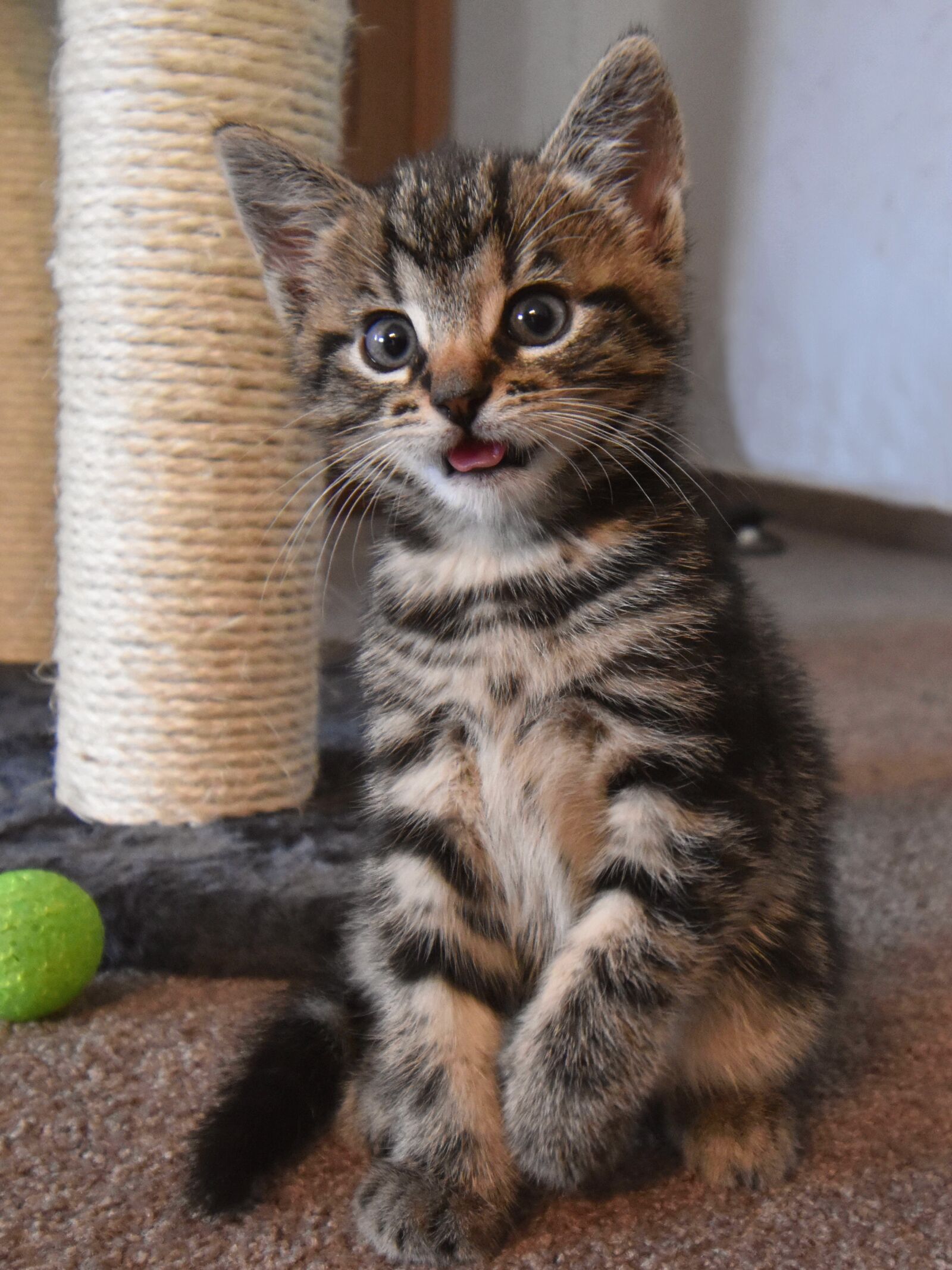 Nikon D5600 sample photo. Cat, kitten, cat baby photography