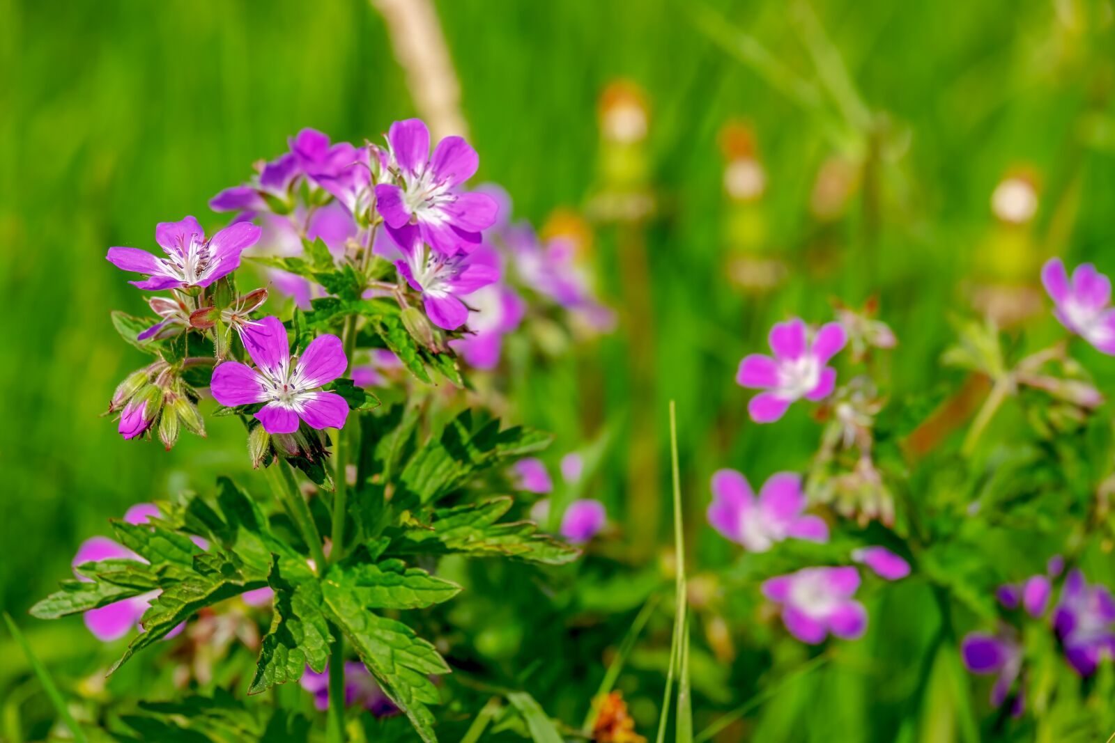 Fujifilm XF 55-200mm F3.5-4.8 R LM OIS sample photo. Cranesbill, flowers, bloom photography