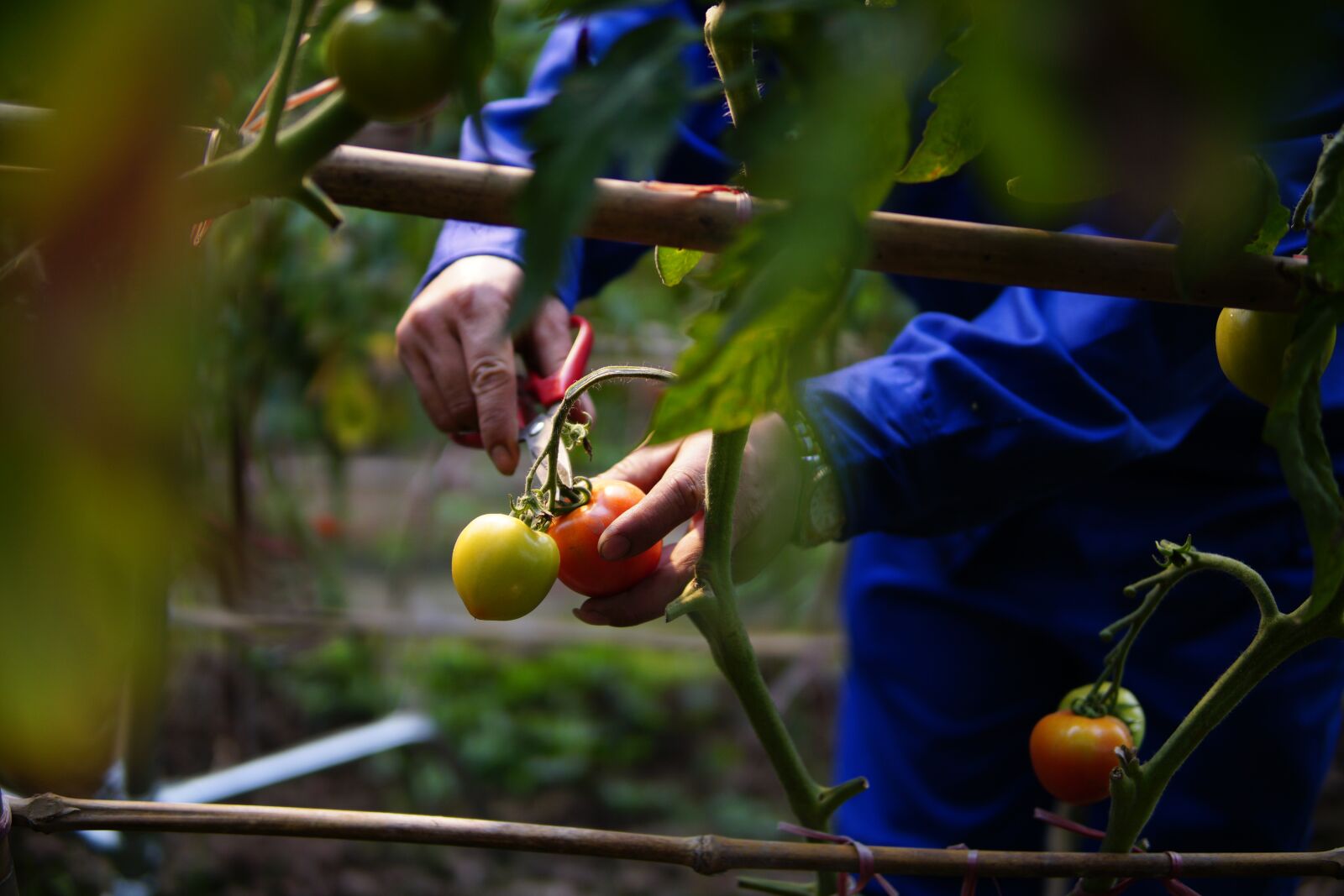 Sony a6000 + Sigma 30mm F1.4 DC DN | C sample photo. Harvesting, tomatoes, vines photography