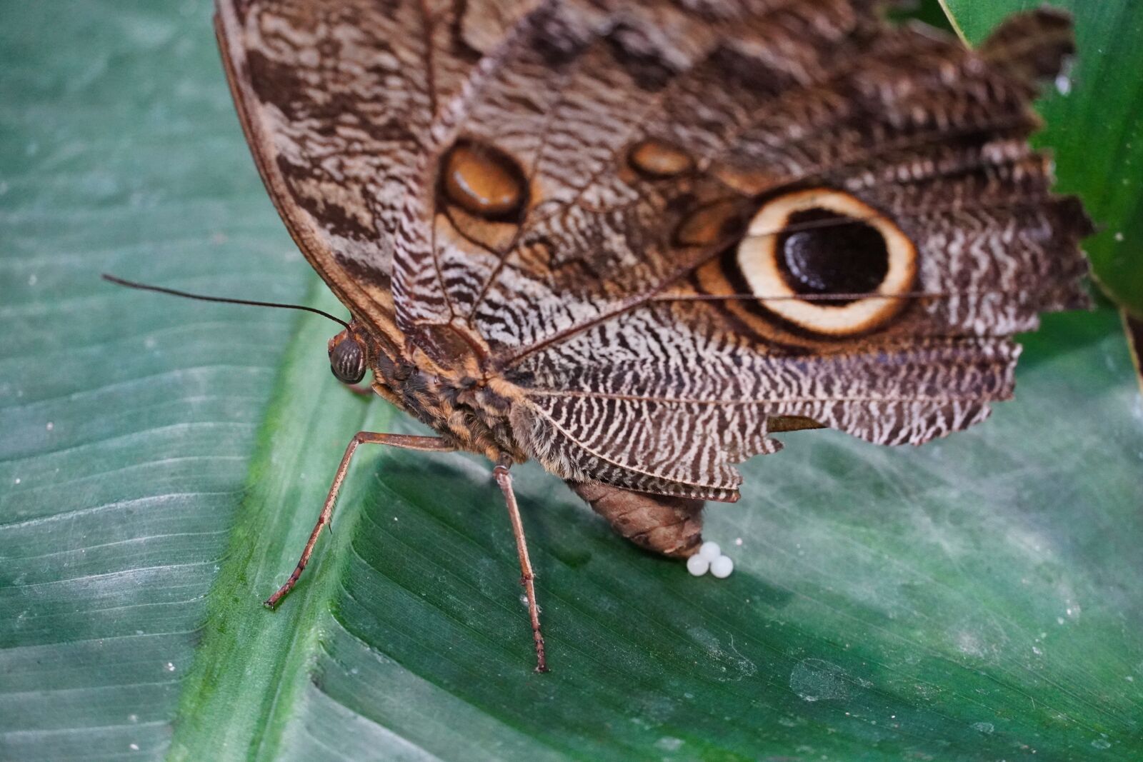 Sony a6400 sample photo. Butterfly, insect, close up photography