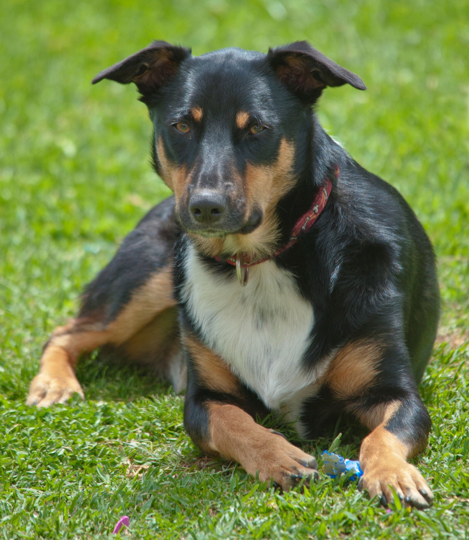 Nikon D700 sample photo. Dog, canine, pet photography