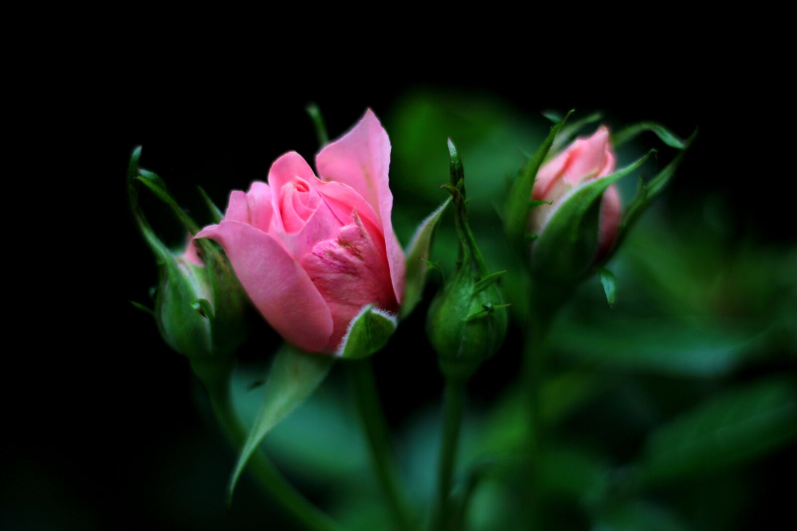 Canon EOS 600D (Rebel EOS T3i / EOS Kiss X5) sample photo. Rosa ' the fairy photography