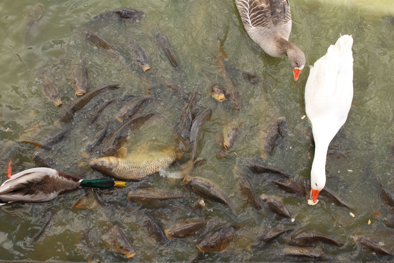 Canon EOS 100D (EOS Rebel SL1 / EOS Kiss X7) sample photo. Lake, birds, fish photography