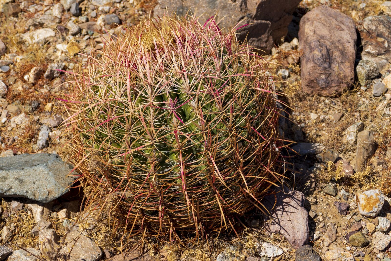 Panasonic Lumix DMC-FZ1000 sample photo. Cactus, desert, california photography