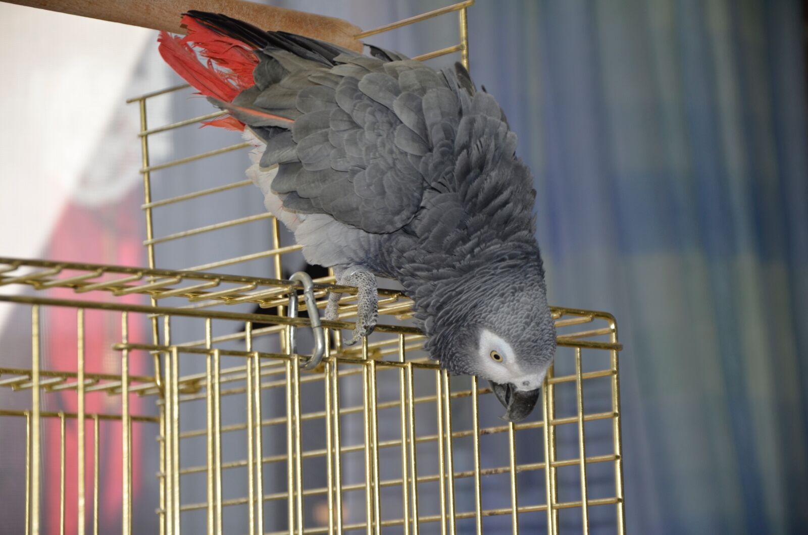 Nikon D7000 sample photo. Parrot, african grey, african photography