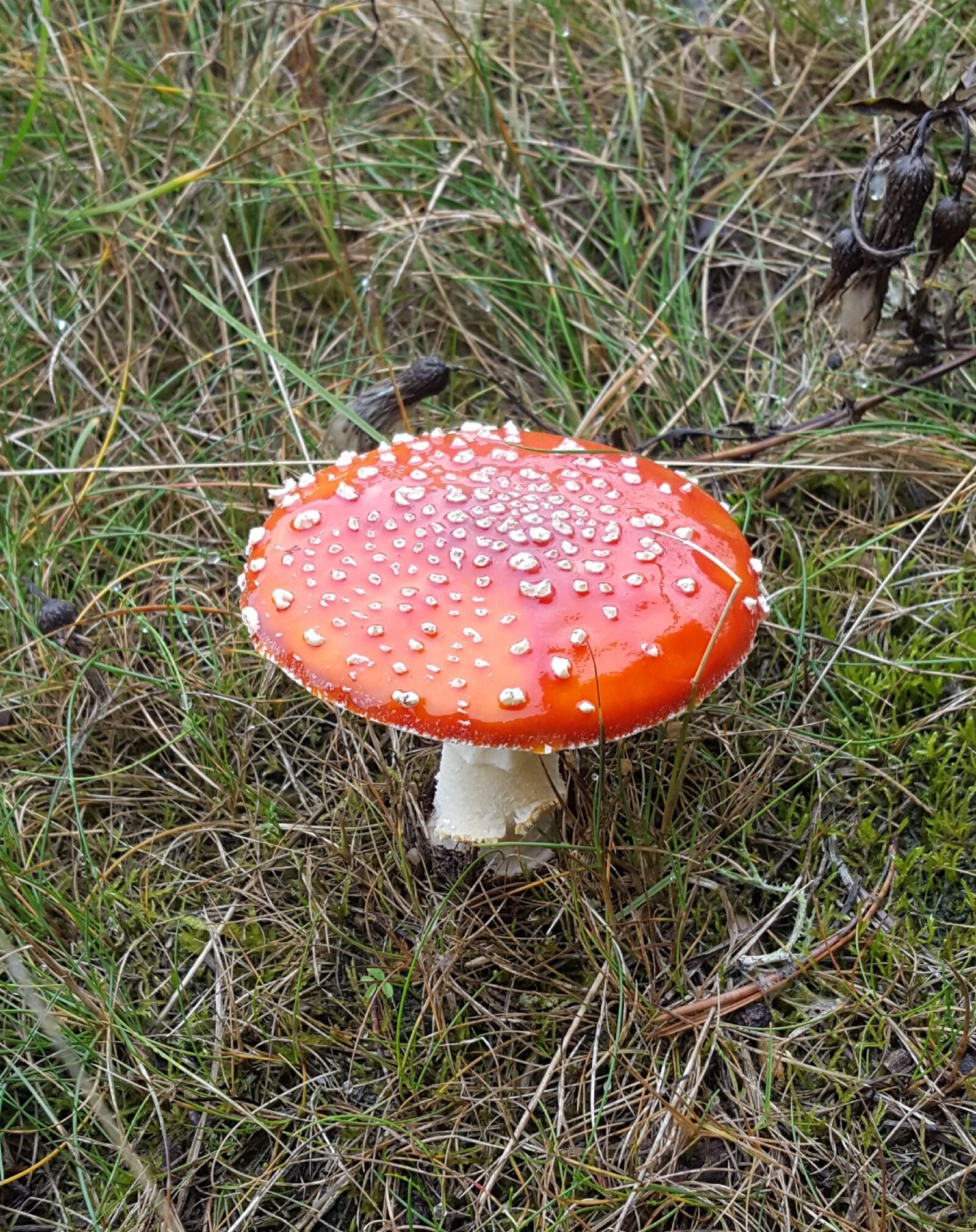 Samsung Galaxy S6 sample photo. Mushroom, toxic, rarely photography