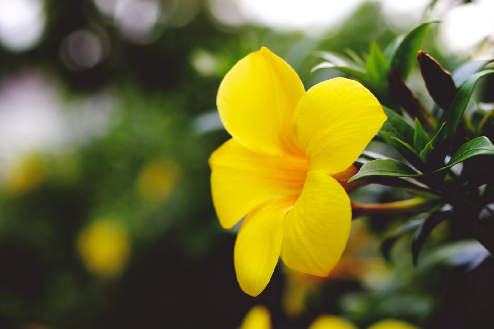 Canon EOS 700D (EOS Rebel T5i / EOS Kiss X7i) + Canon EF 50mm F1.8 STM sample photo. Flower, gold, blooming photography