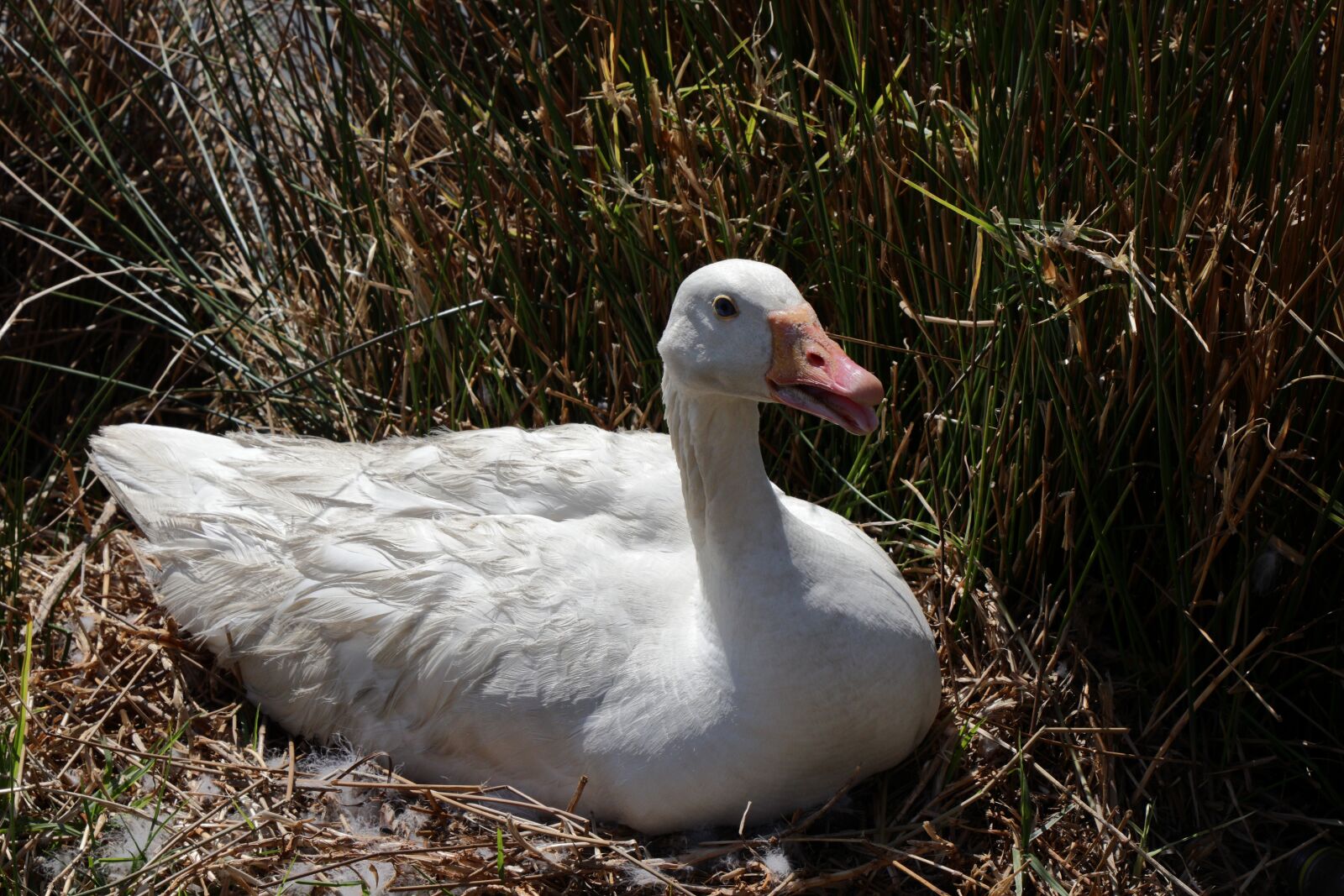 Canon EF-S 18-135mm F3.5-5.6 IS USM sample photo. Duck, nest, bird photography
