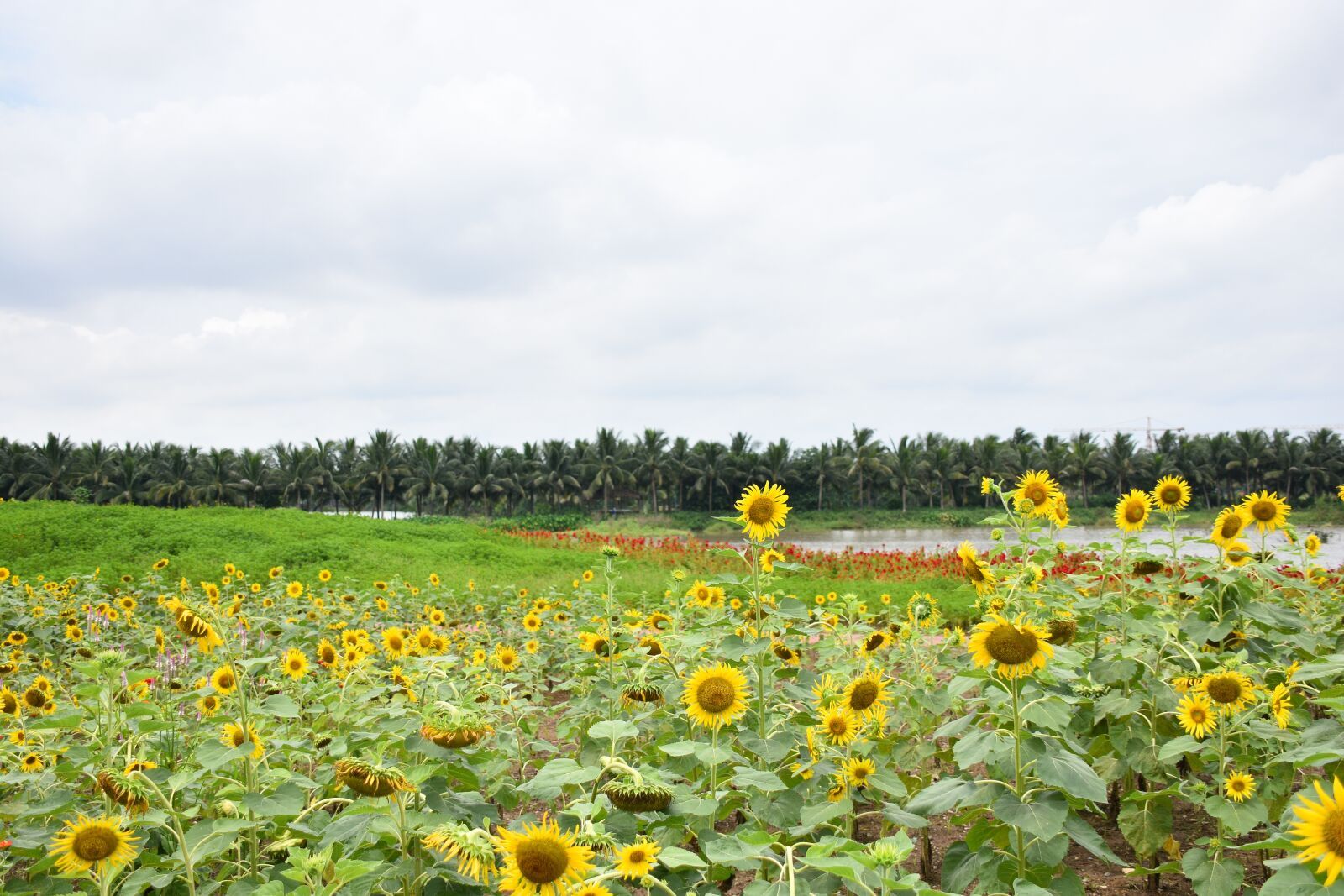 Nikon D7200 sample photo. Sunflower, beautiful landscape, nature photography