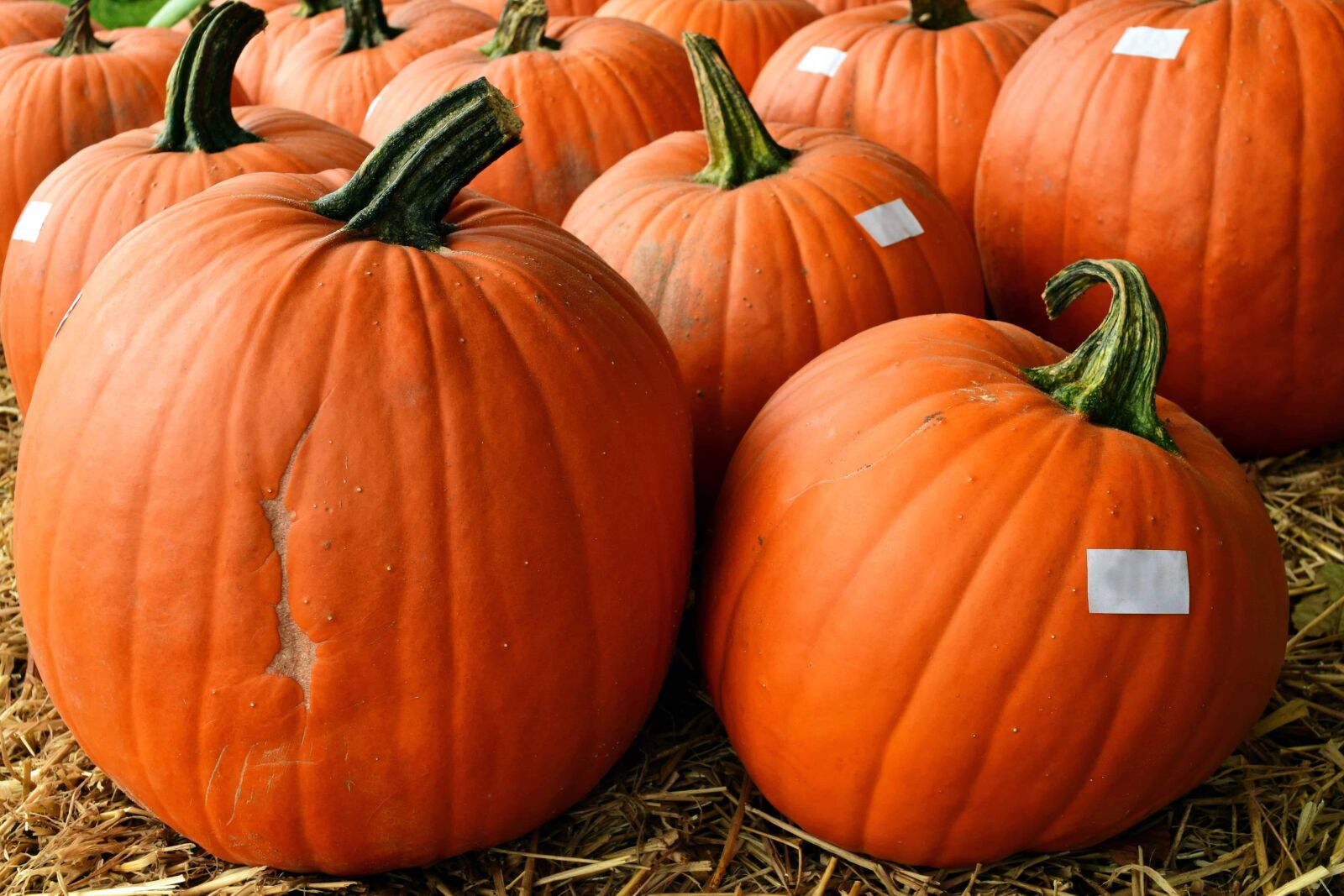 Nikon D3300 sample photo. Big, pumpkin, vegetable, autumn photography