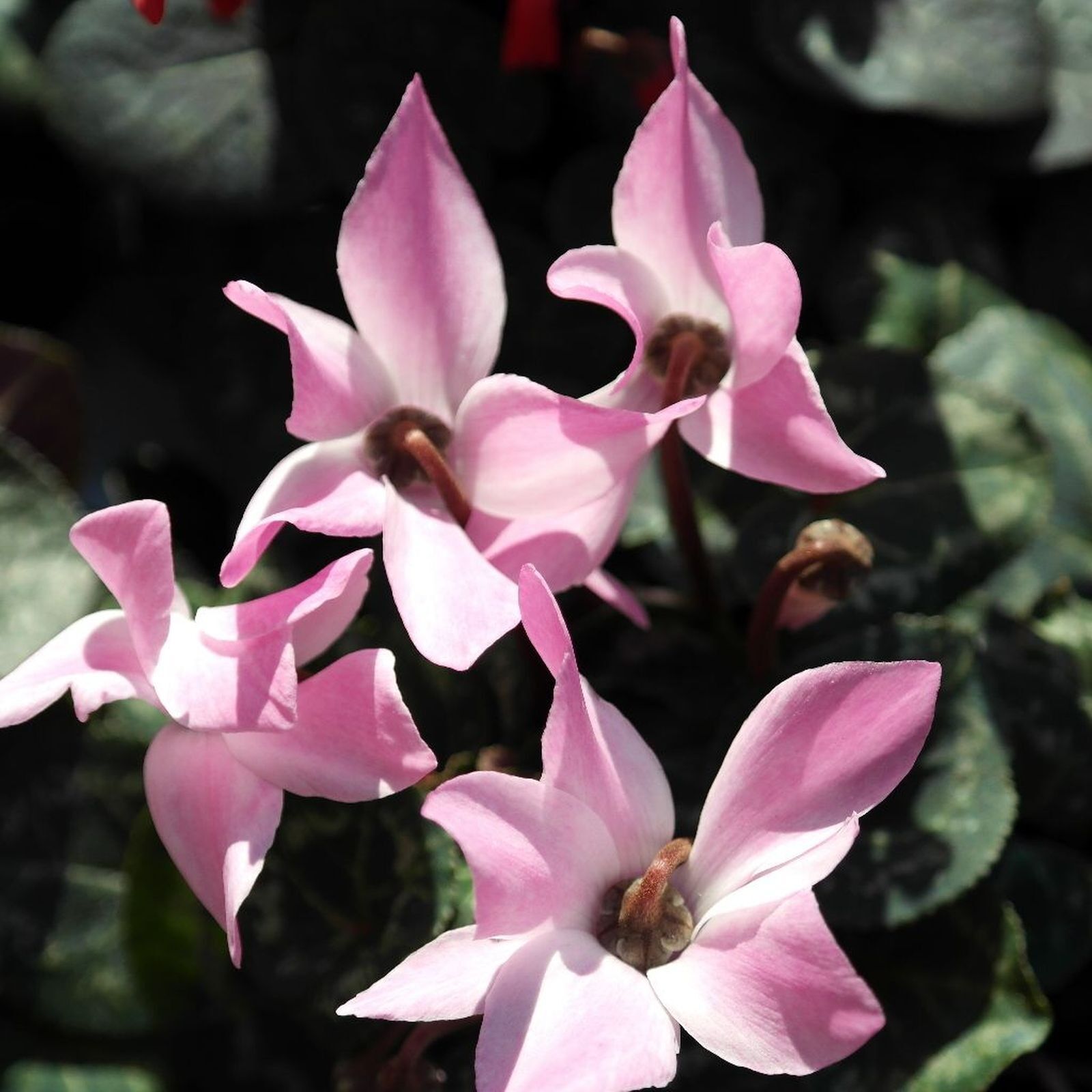 Samsung NX20 sample photo. Flowers, flora, pink plant photography