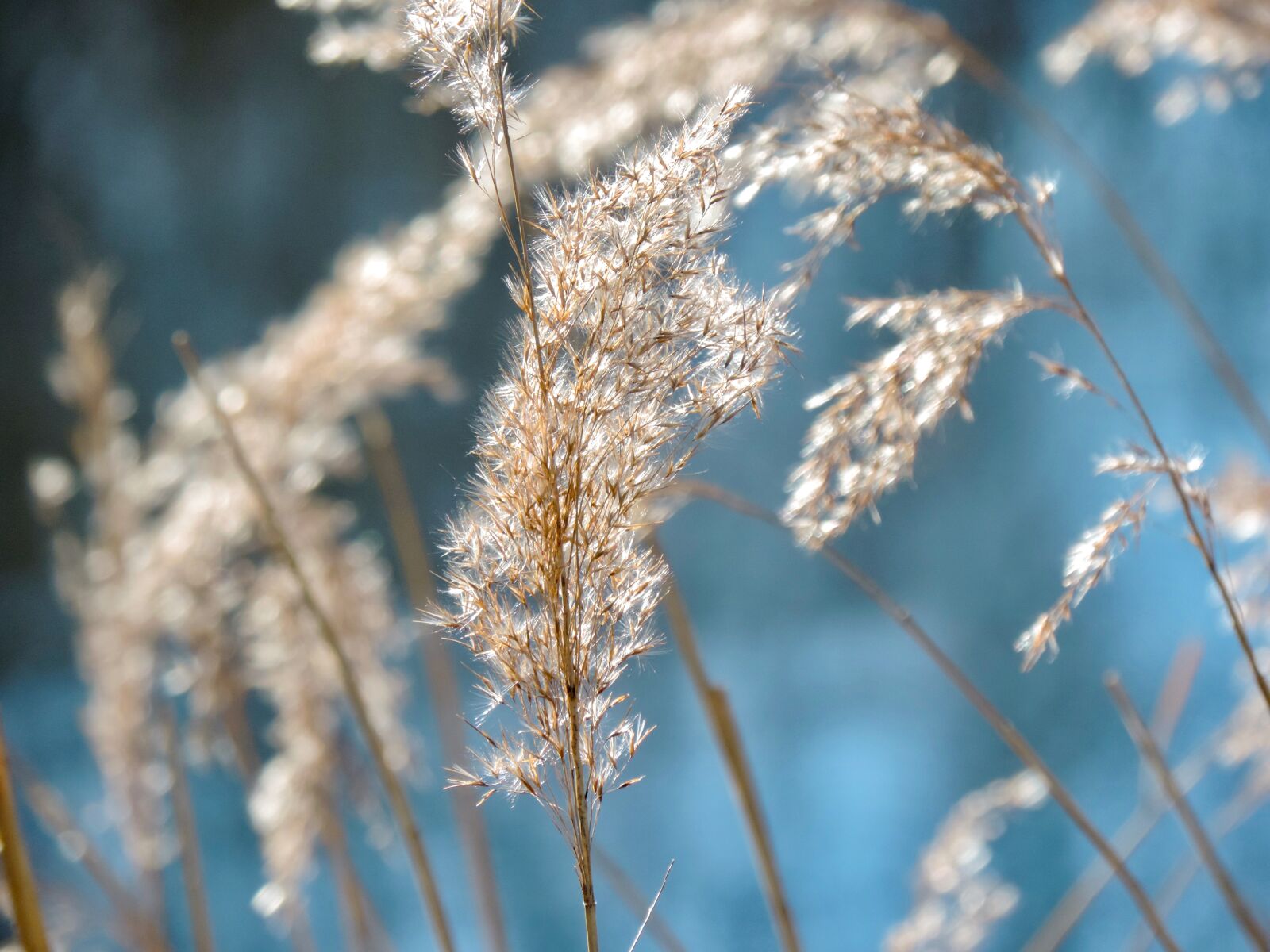 Nikon Coolpix P520 sample photo. Grasses, plant, nature photography