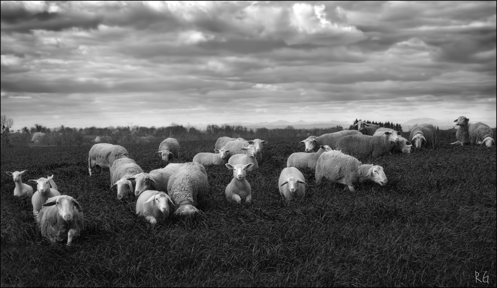 Nikon D80 sample photo. Sheep, aveyron, black photography