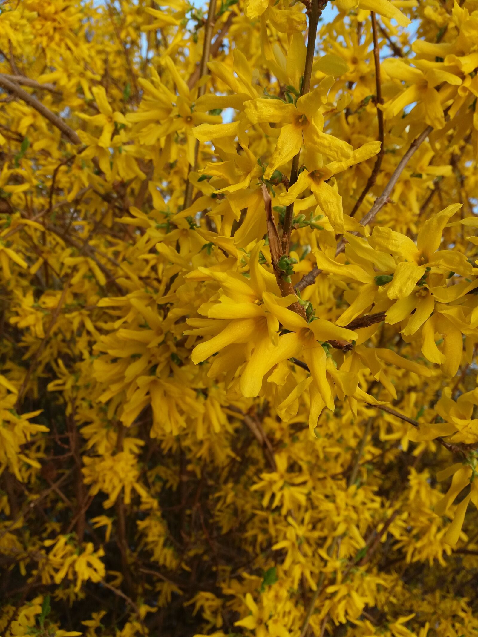 Samsung Galaxy J5 sample photo. Kvity, nature, yellow photography