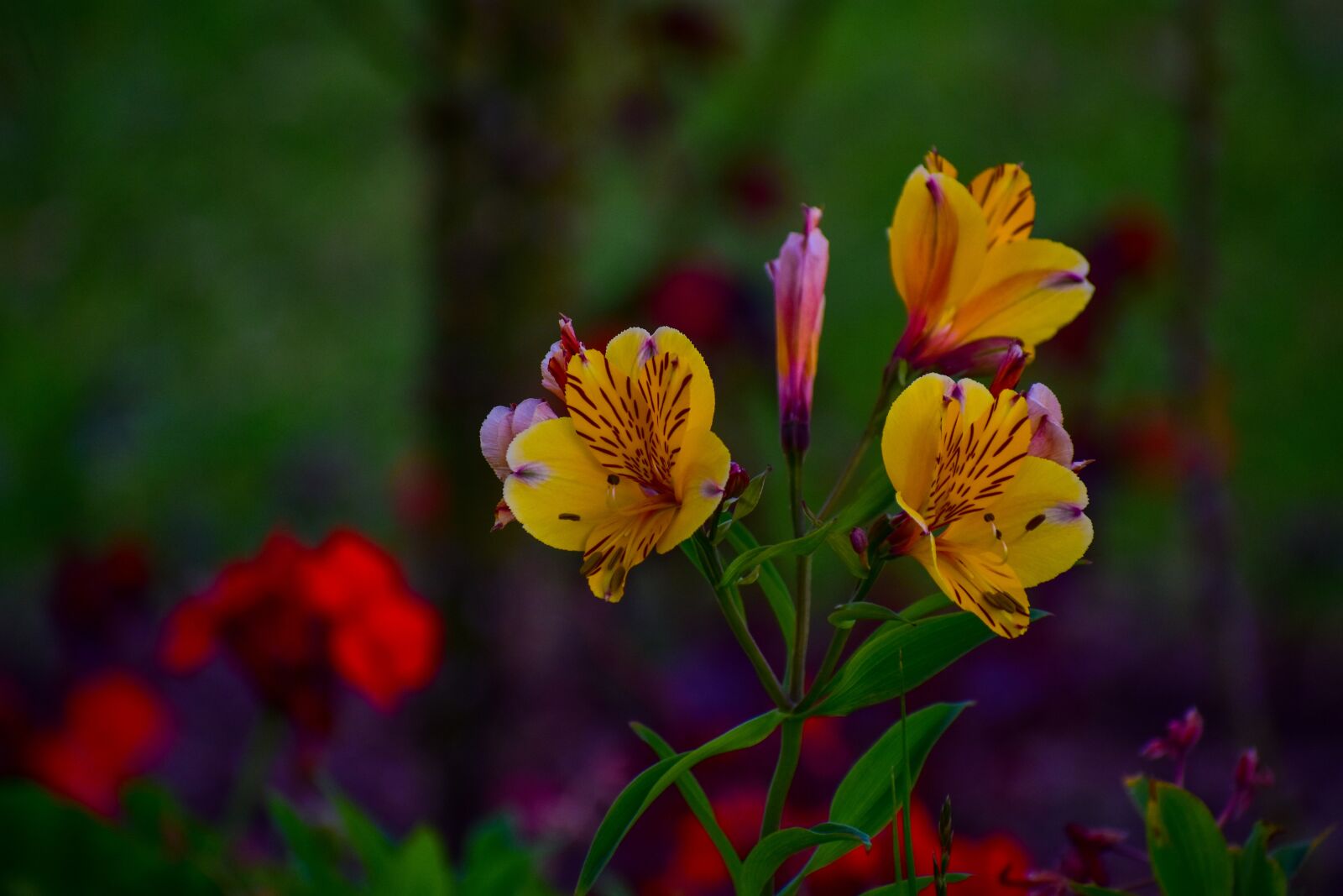 Nikon D3400 sample photo. Flower, bella, nature photography