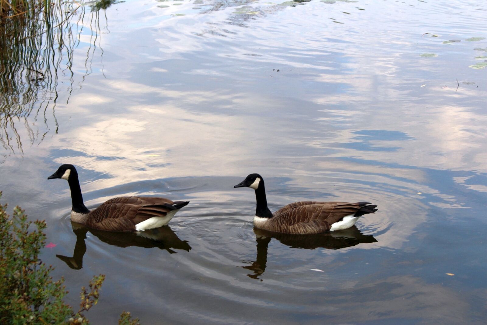 Canon EOS 700D (EOS Rebel T5i / EOS Kiss X7i) sample photo. Fauna, birds, wild birds photography