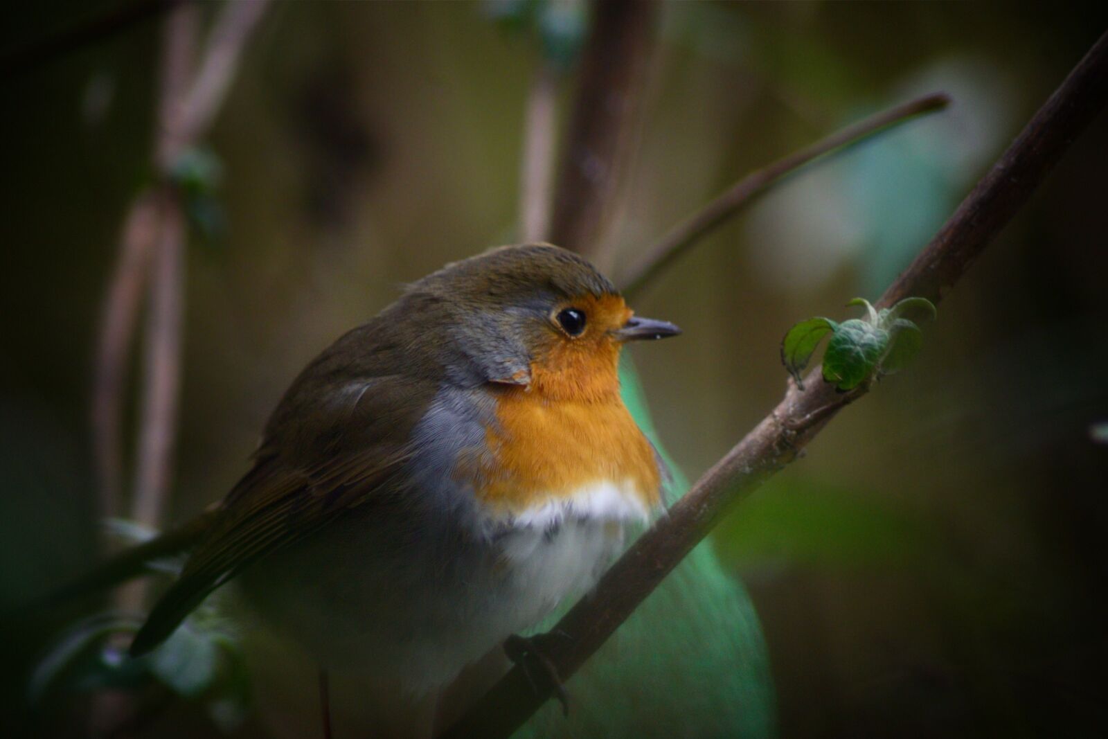 Pentax K-70 sample photo. Bird, animal world, nature photography