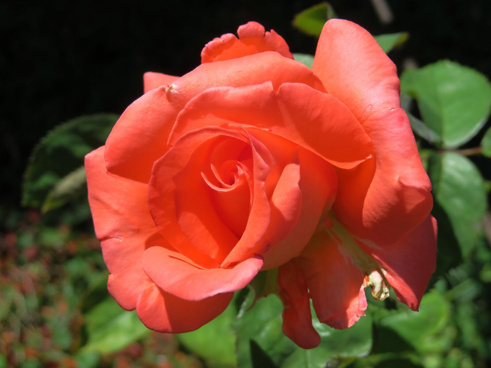 Canon PowerShot SX720 HS sample photo. Rose, flower buds, vicky photography