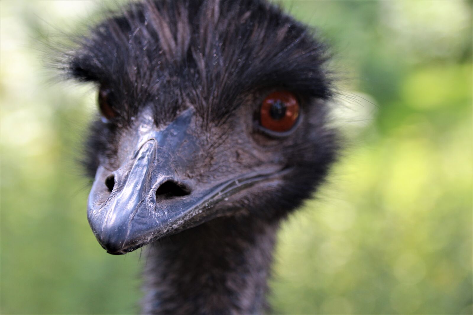 Canon EOS 700D (EOS Rebel T5i / EOS Kiss X7i) sample photo. Emu, bird, bill photography